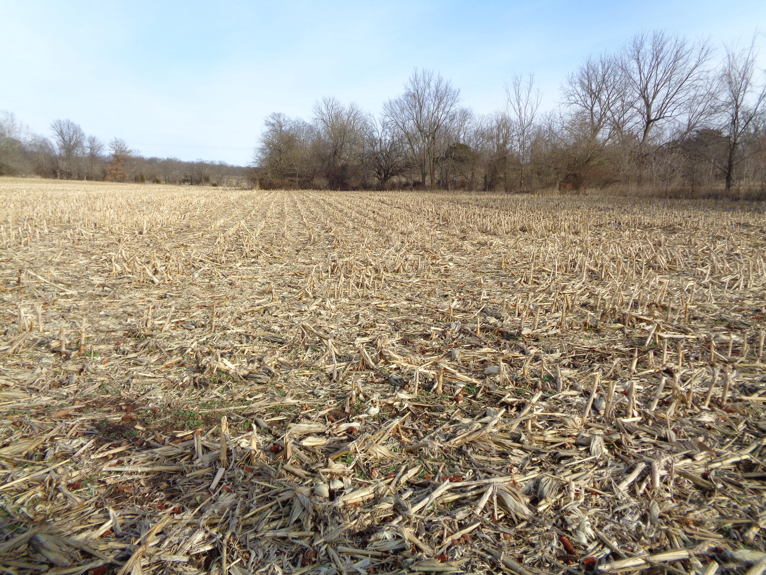 Lot 3 South Farm Rd 83 Property Photo 5