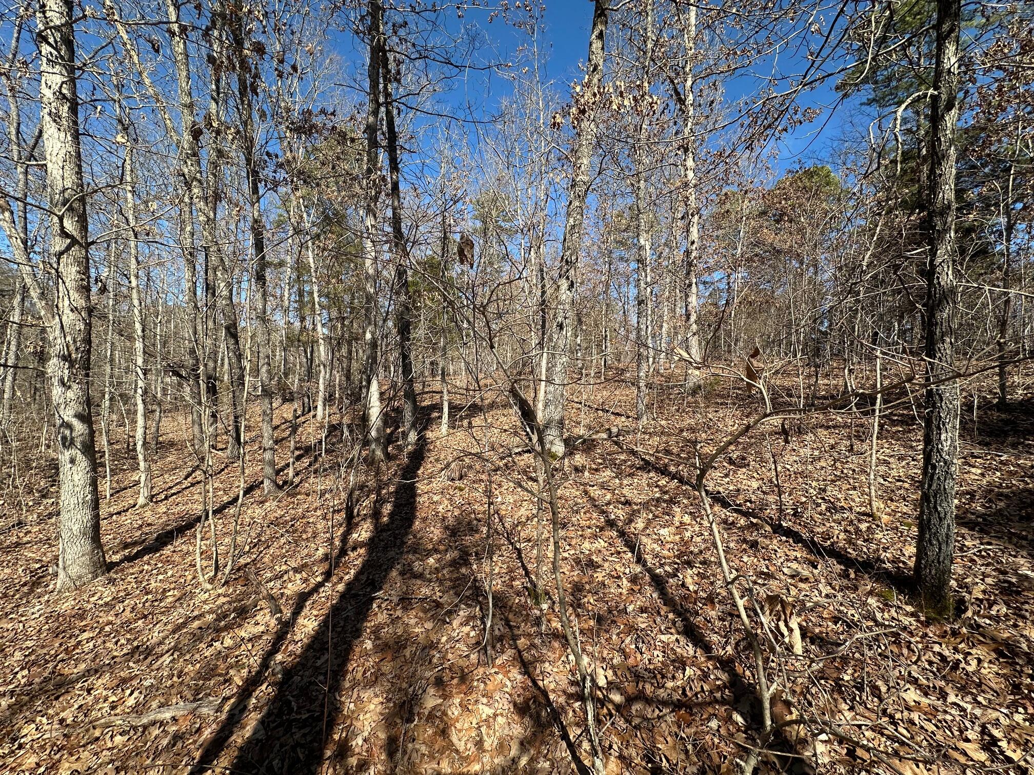 000 Whispering Pines Lane Property Photo 9