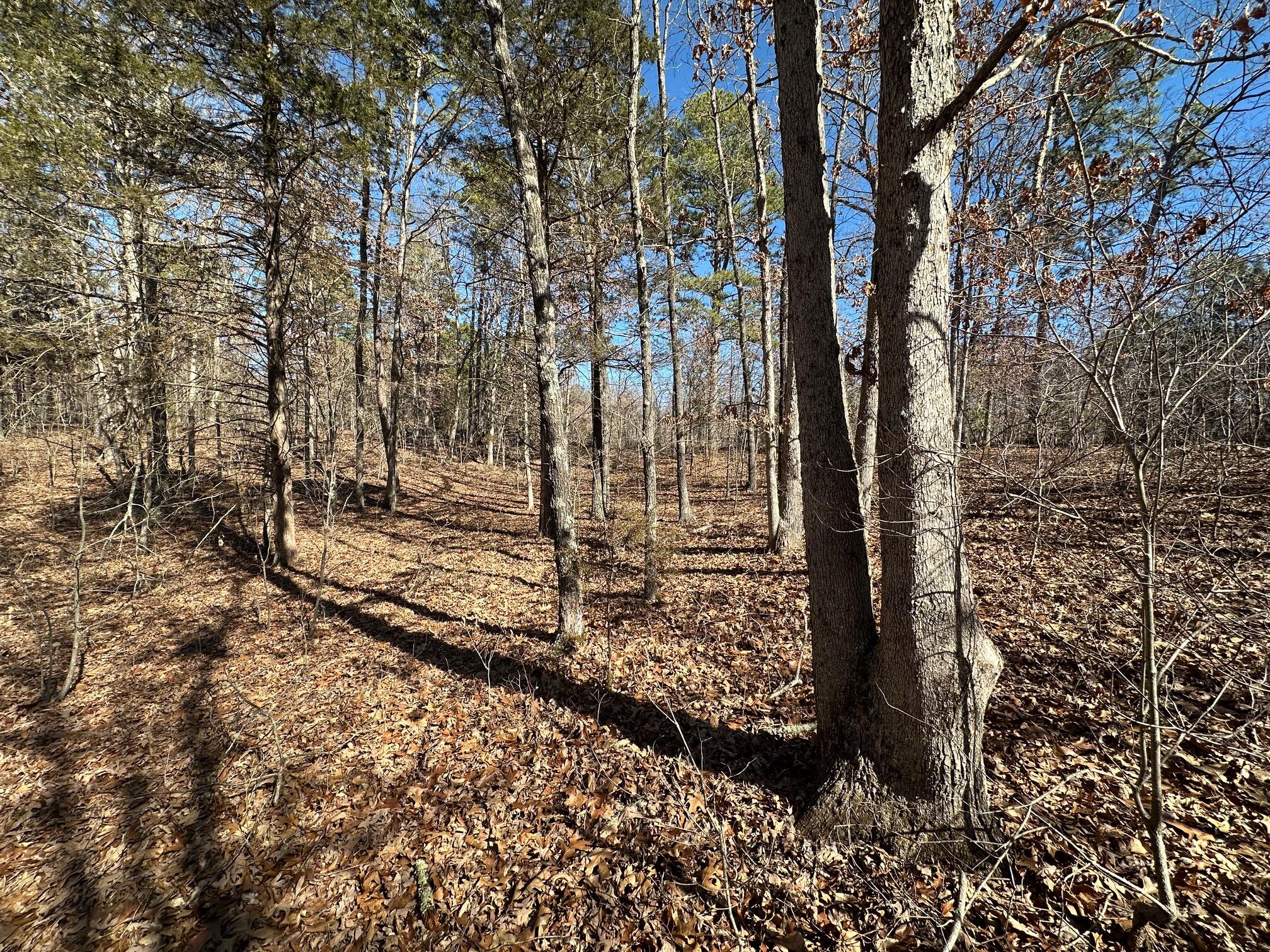 000 Whispering Pines Lane Property Photo 11