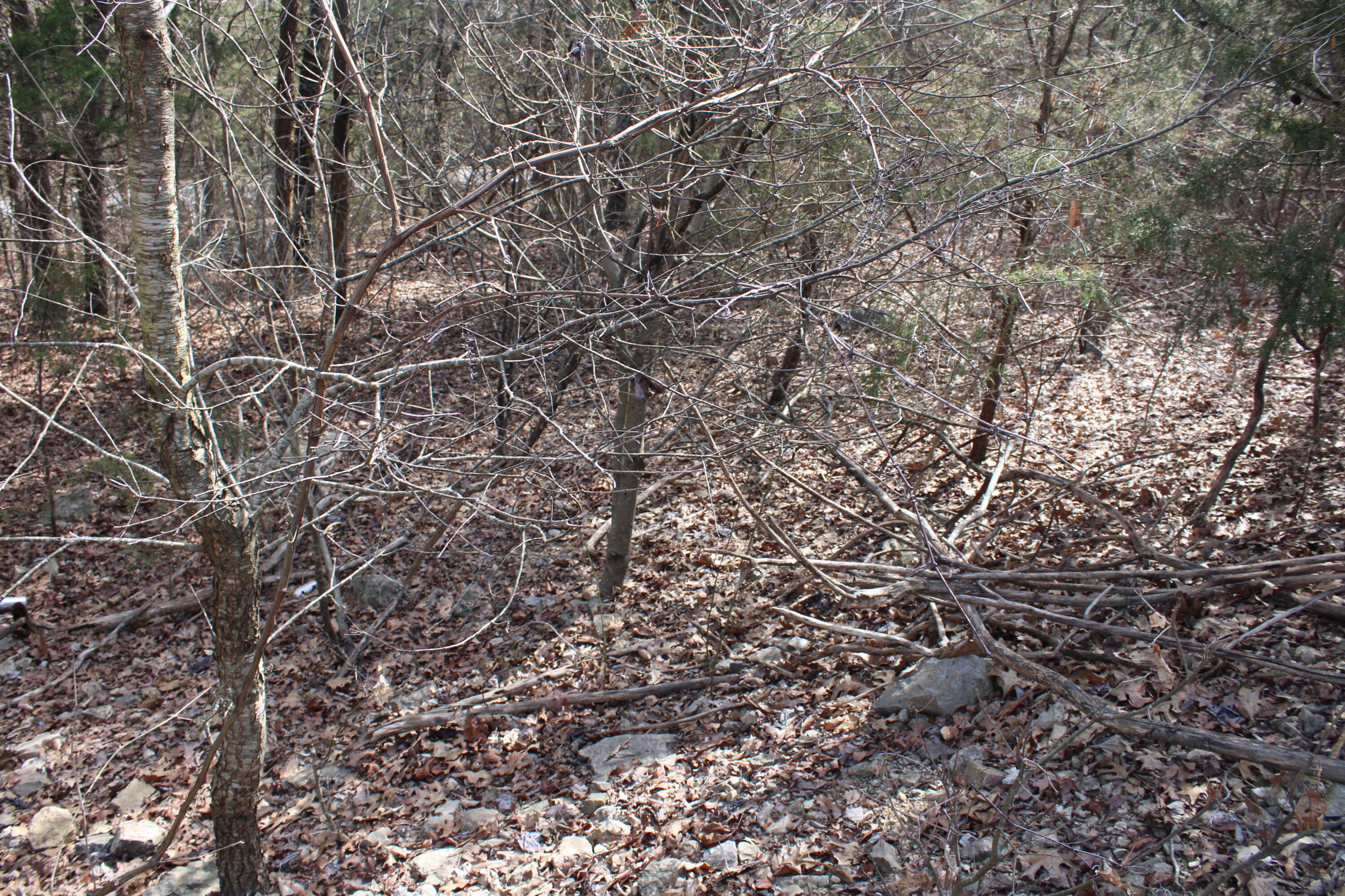 000 Ph Viii-lt 317- Sharay/samara Property Photo 6