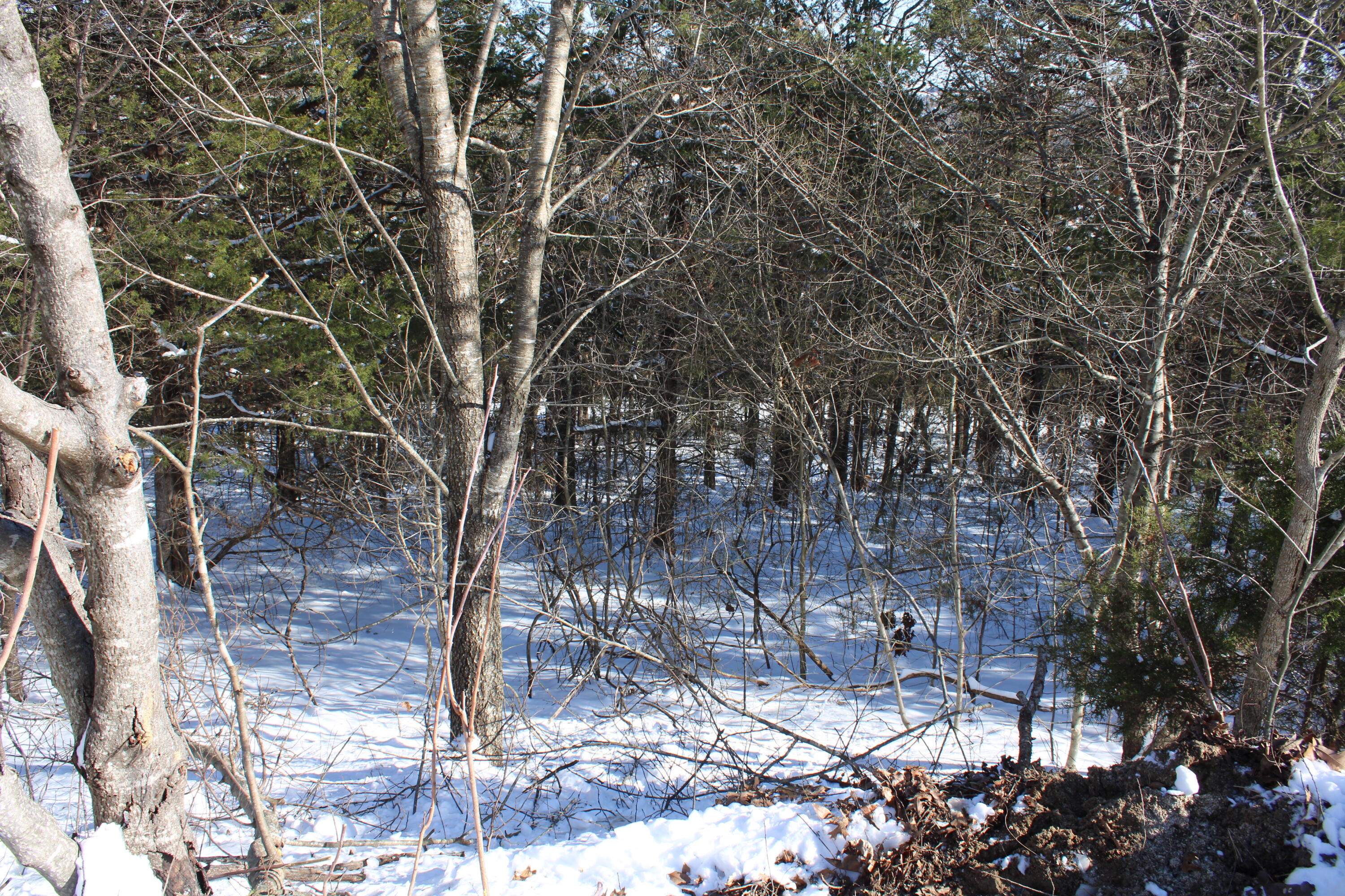 000 Ph Viii-lt 317- Sharay/samara Property Photo 7