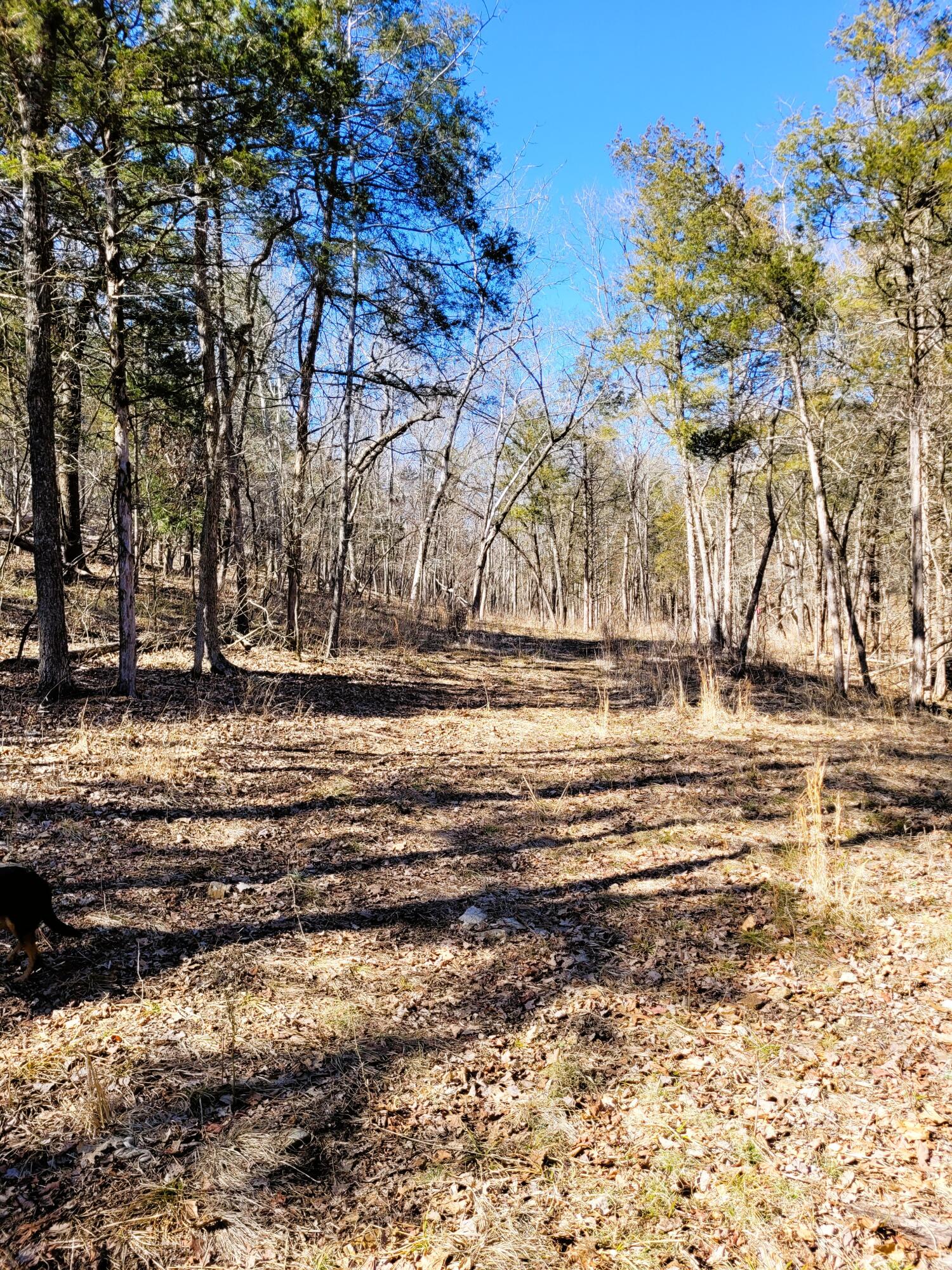 7.5 Acres Sycamore Church Rd Property Photo 2