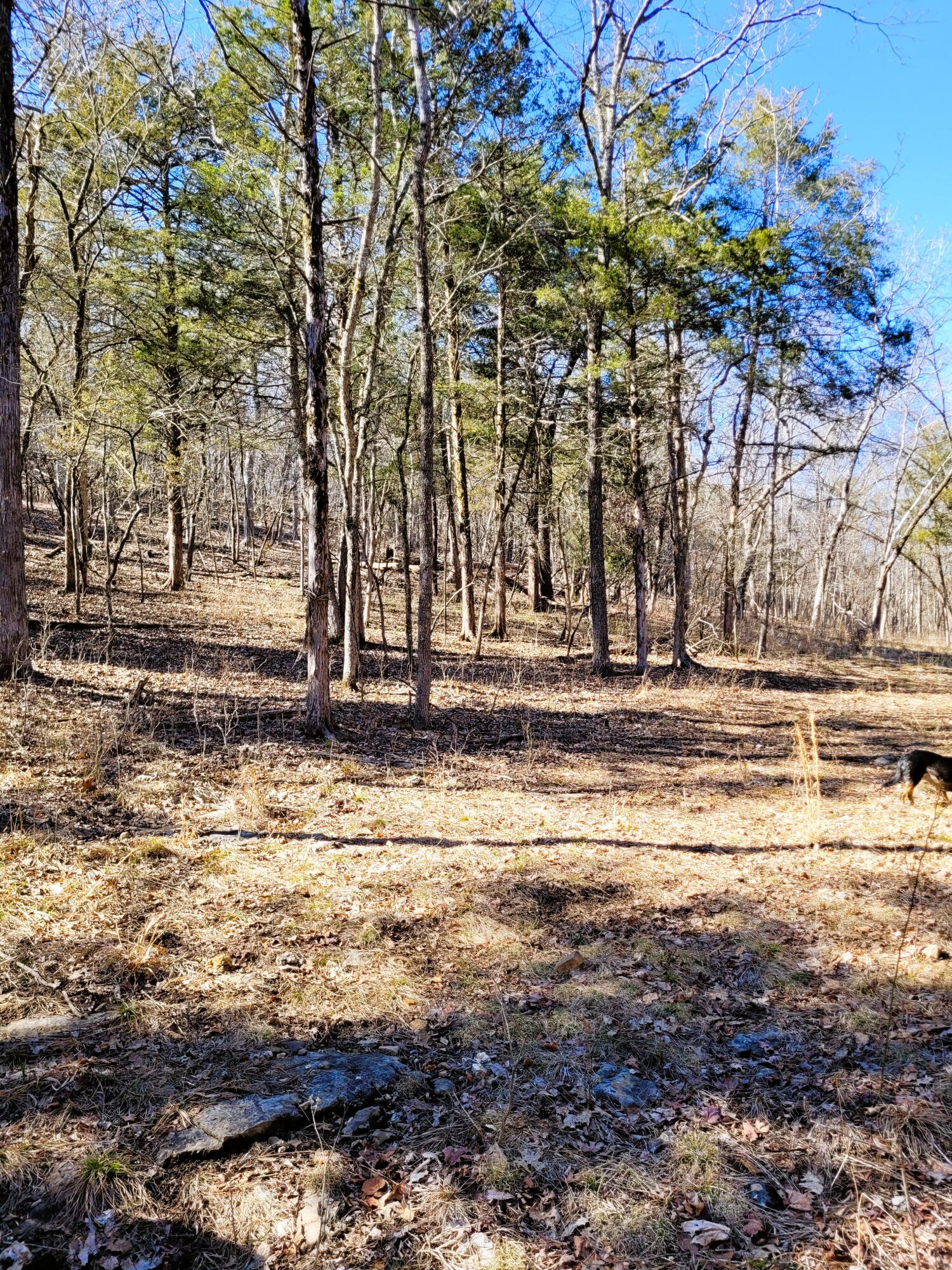 7.5 Acres Sycamore Church Rd Property Photo 3