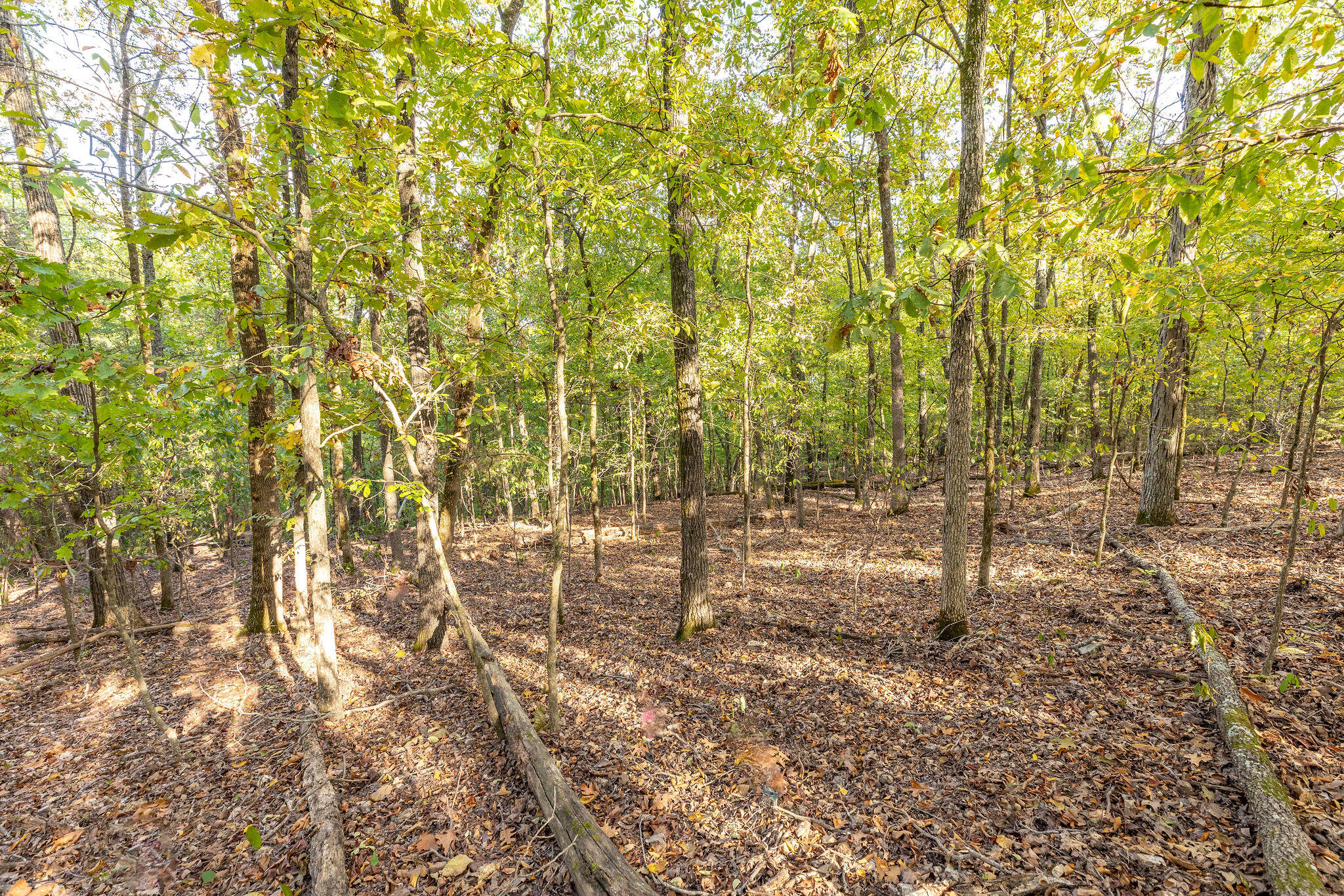 000 Pokeberry Ridge Property Photo 8