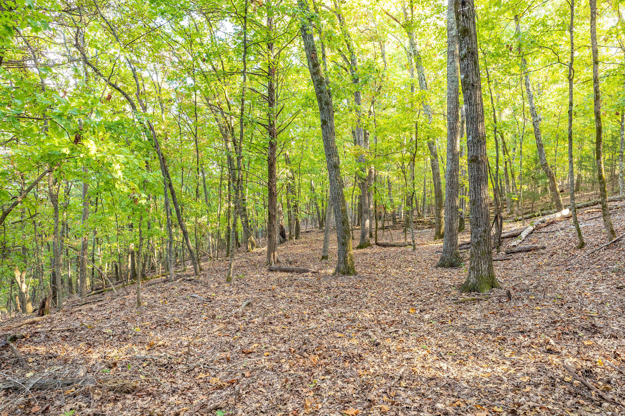 000 Pokeberry Ridge Property Photo 10