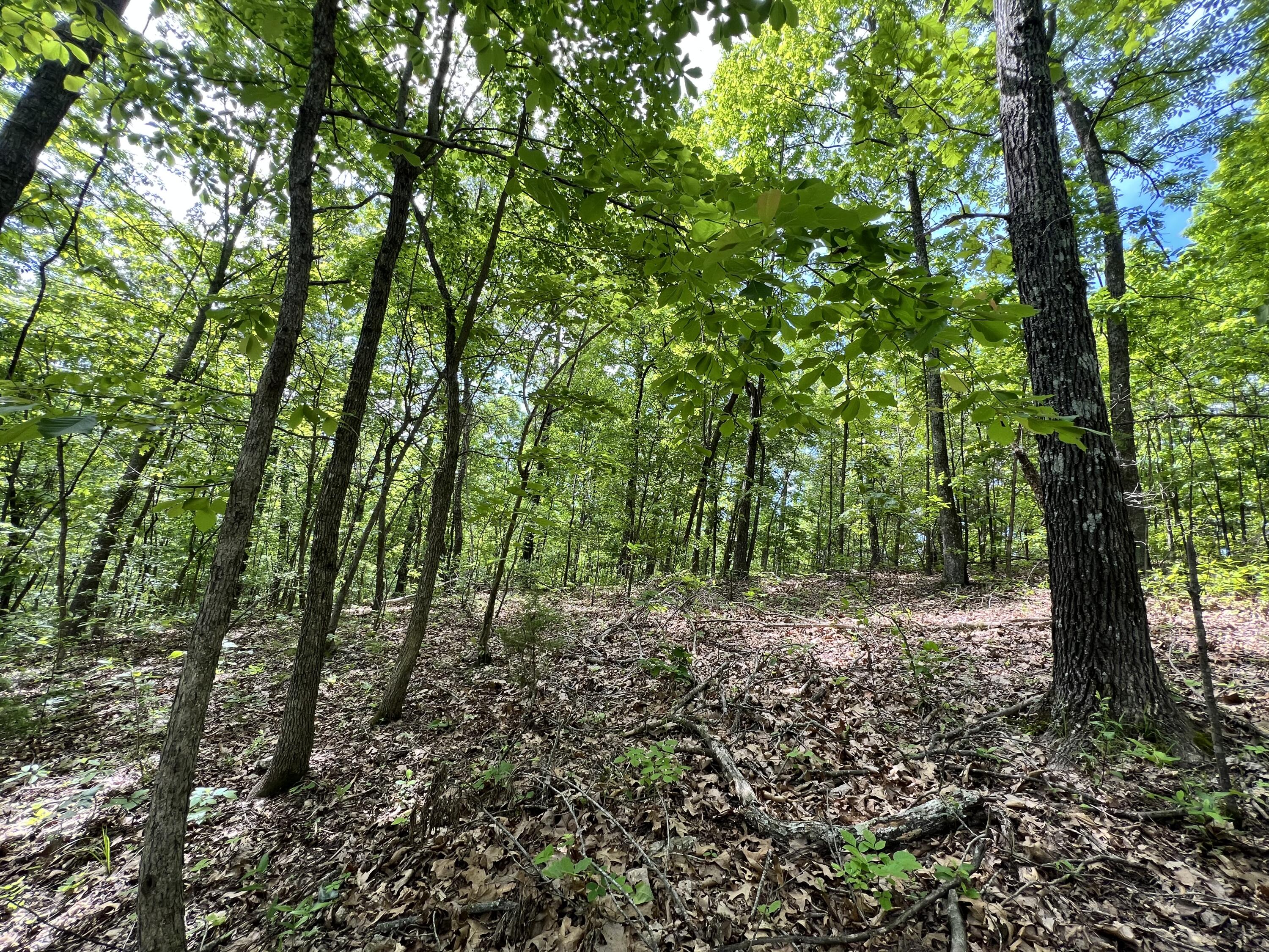 10824 Upper Janes Creek Road Road Property Photo 12