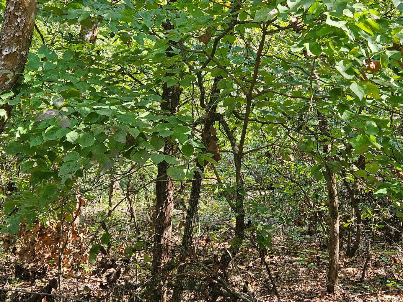 000 Brentwood Property Photo 5