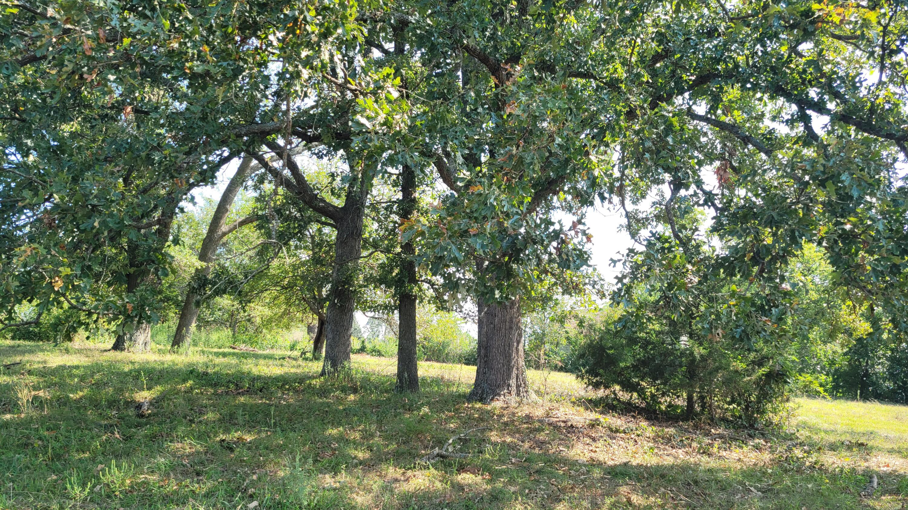 118 Indian Creek Loop Property Photo 4