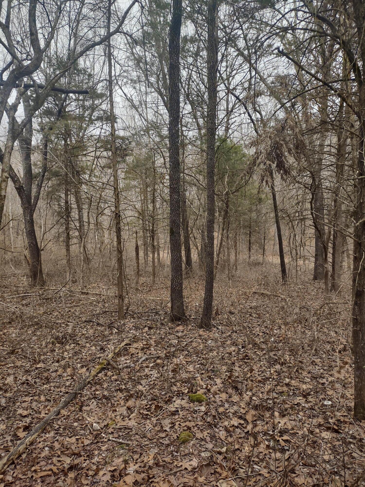 20 Acres North Carroll Road Property Photo 9