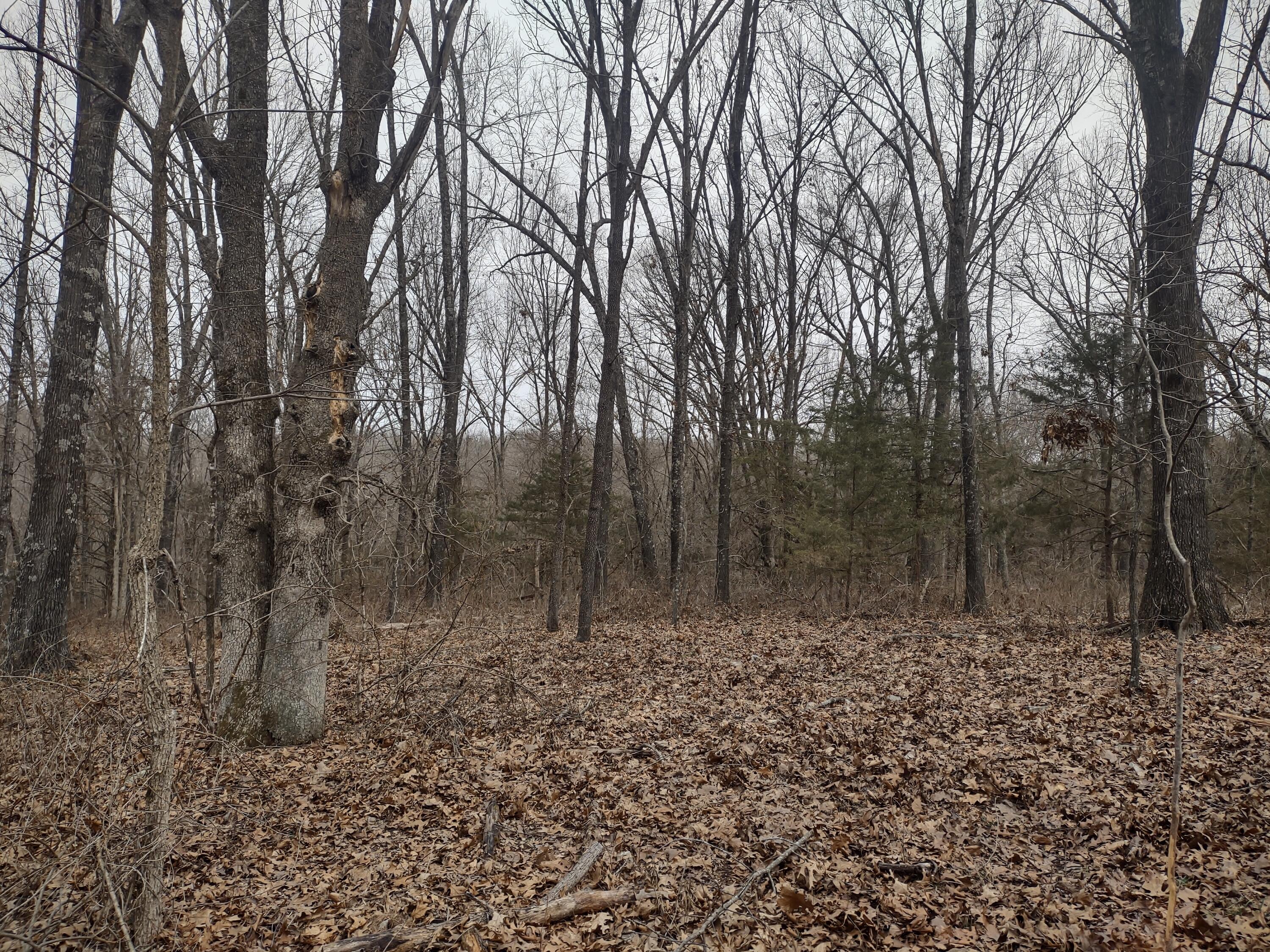 20 Acres North Carroll Road Property Photo 5
