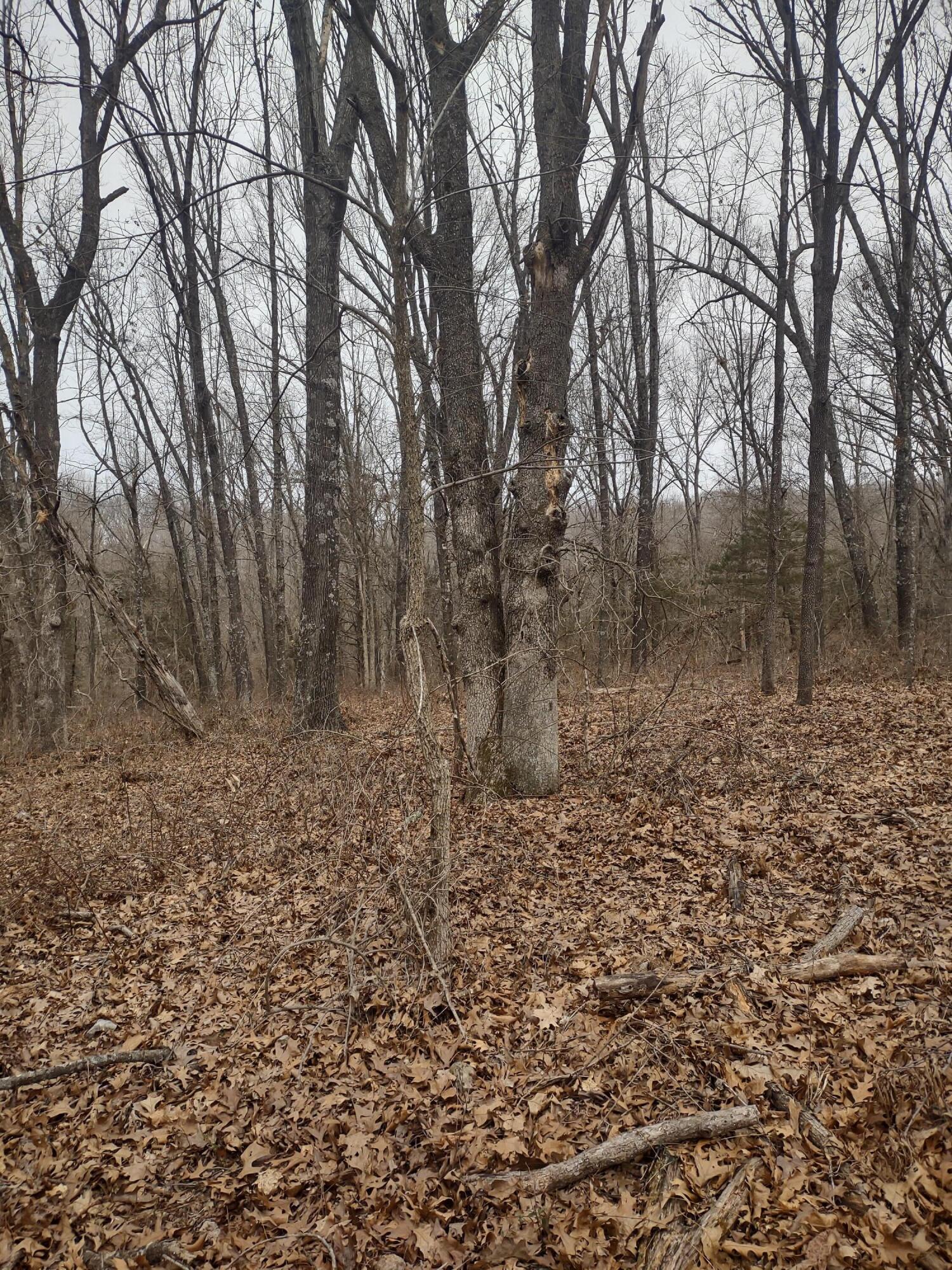 20 Acres North Carroll Road Property Photo 7
