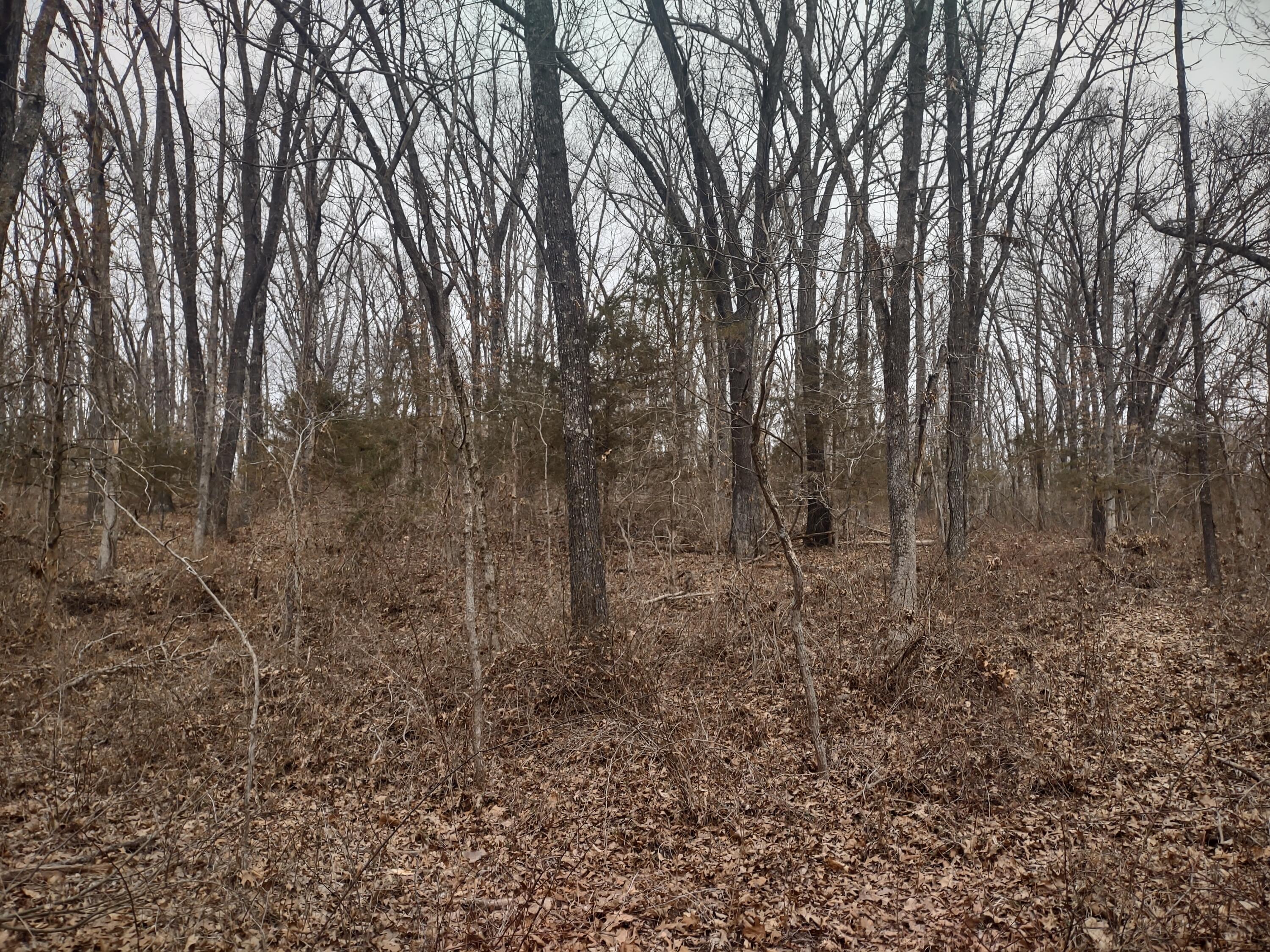 20 Acres North Carroll Road Property Photo 15