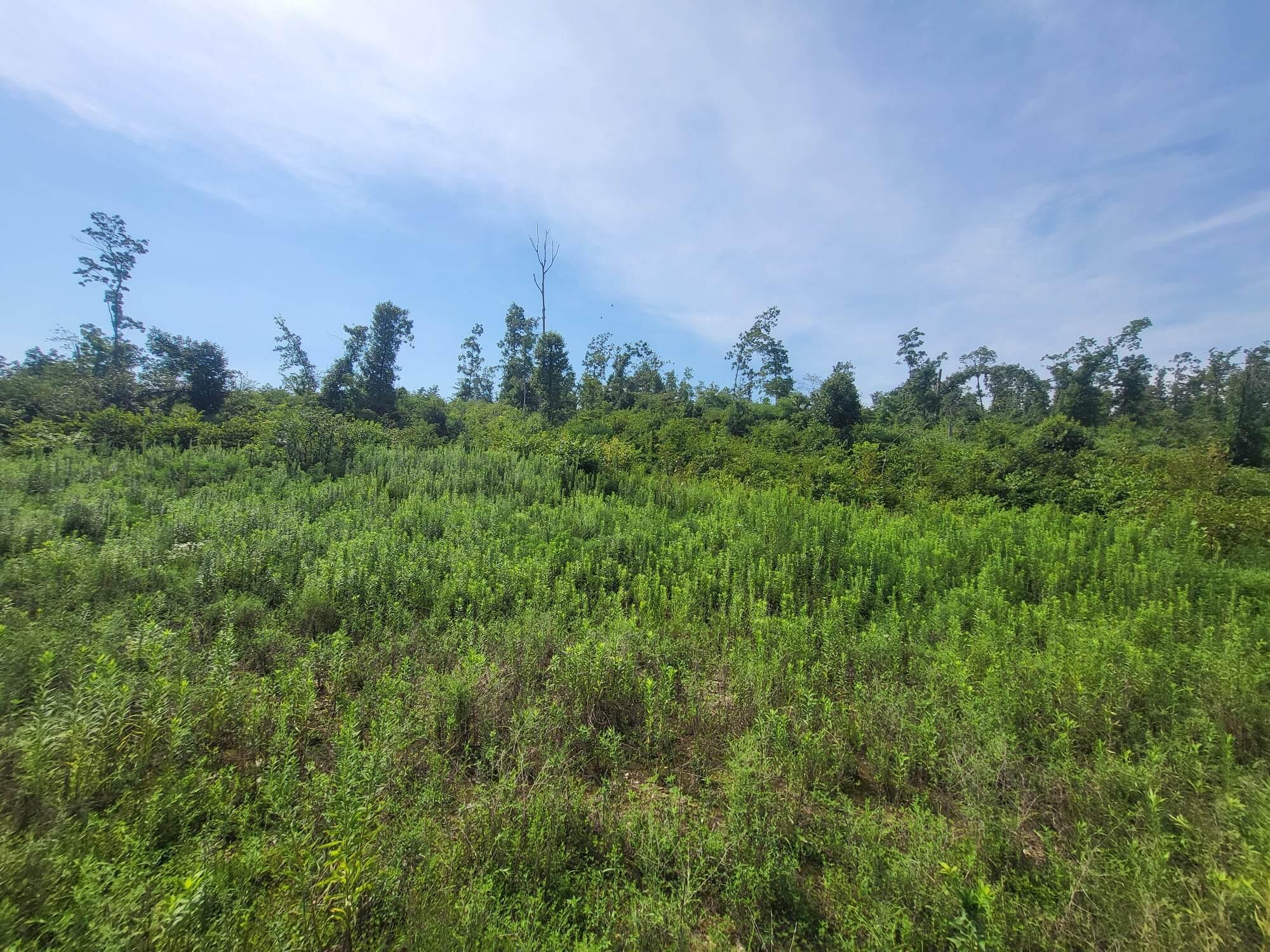 0 Tract # 60 Cedar Gap Hh Property Photo 6