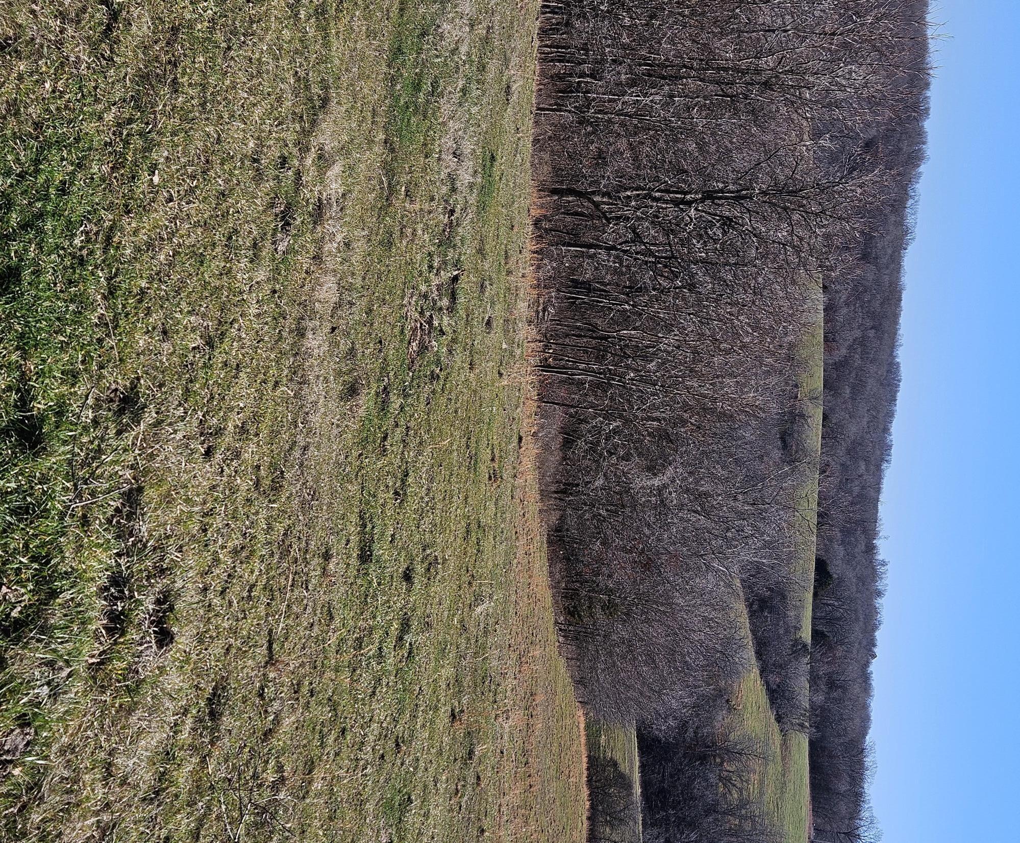 29.62 Acre Low Gap Road Property Photo 4