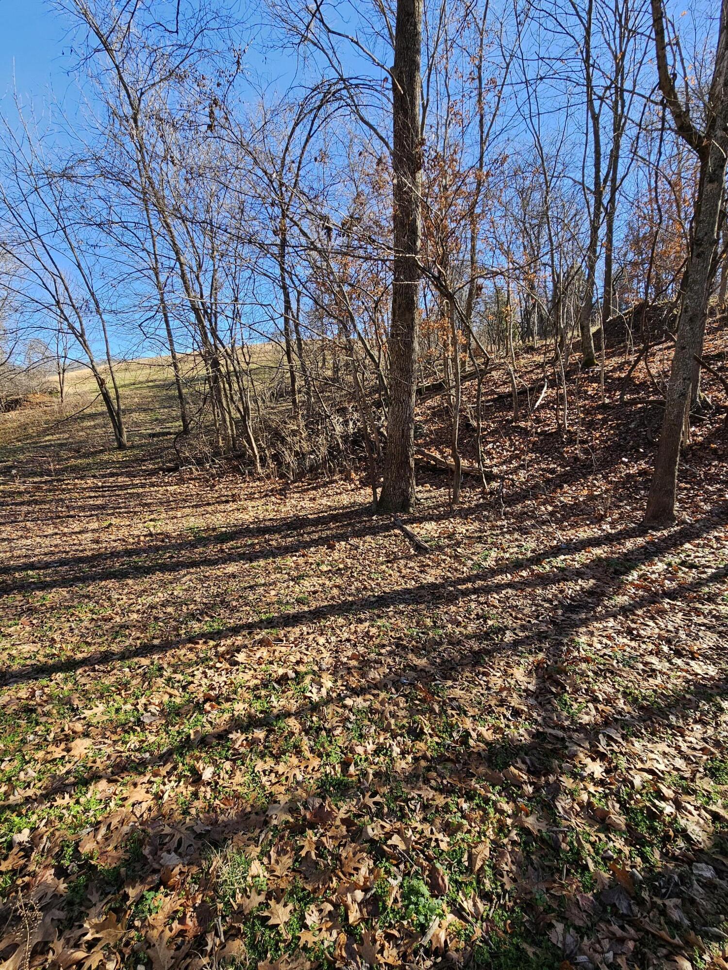 40.19 Acre Low Gap Road Property Photo 18
