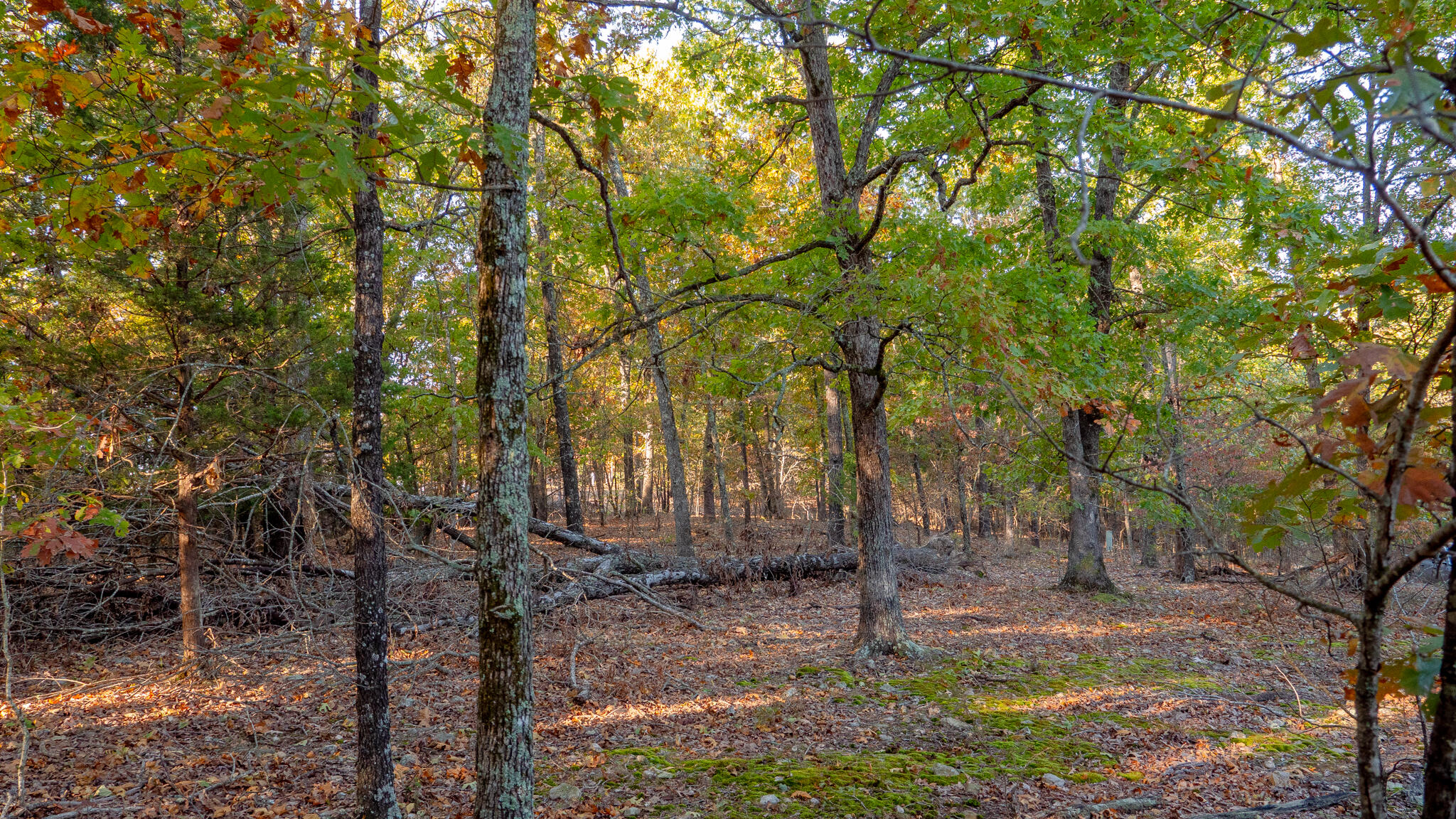 000 Shoal Creek Drive Property Photo 48
