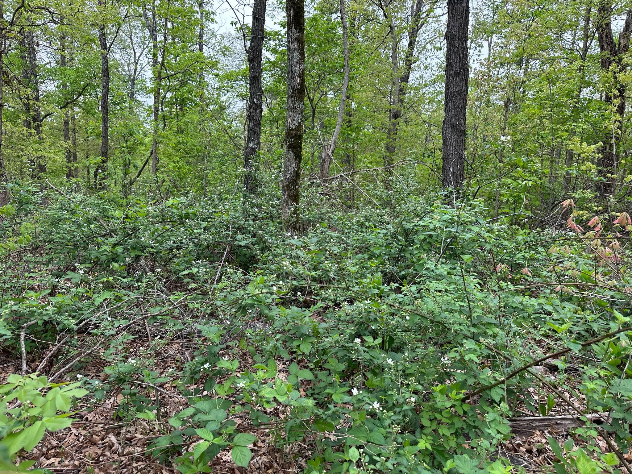 21999 Parrot Road Property Photo 31