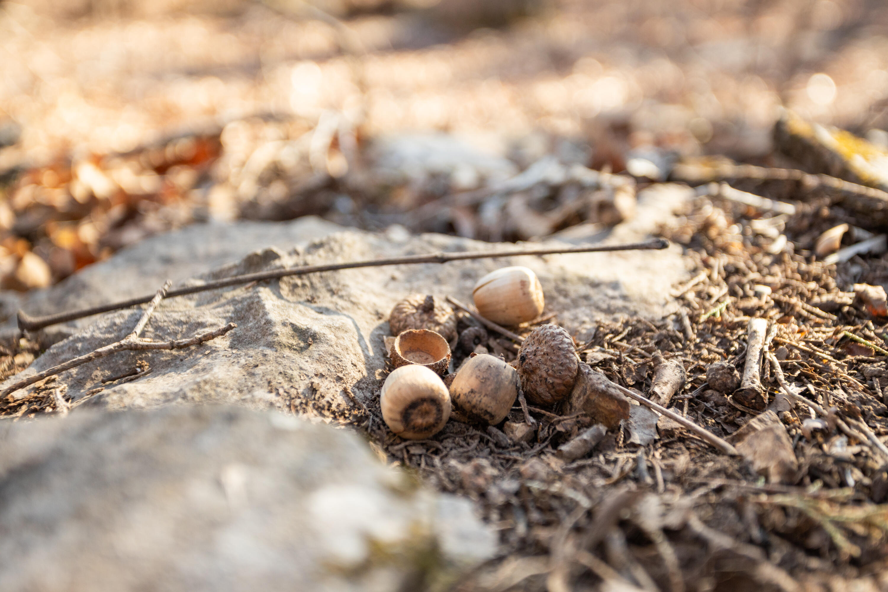 6955 Chadwick Road Property Photo 53