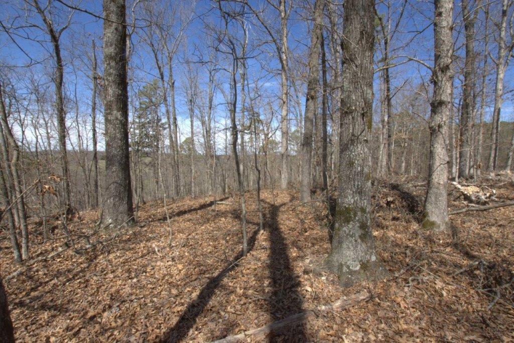 10 Acres Big Sugar Creek Road Property Photo 37