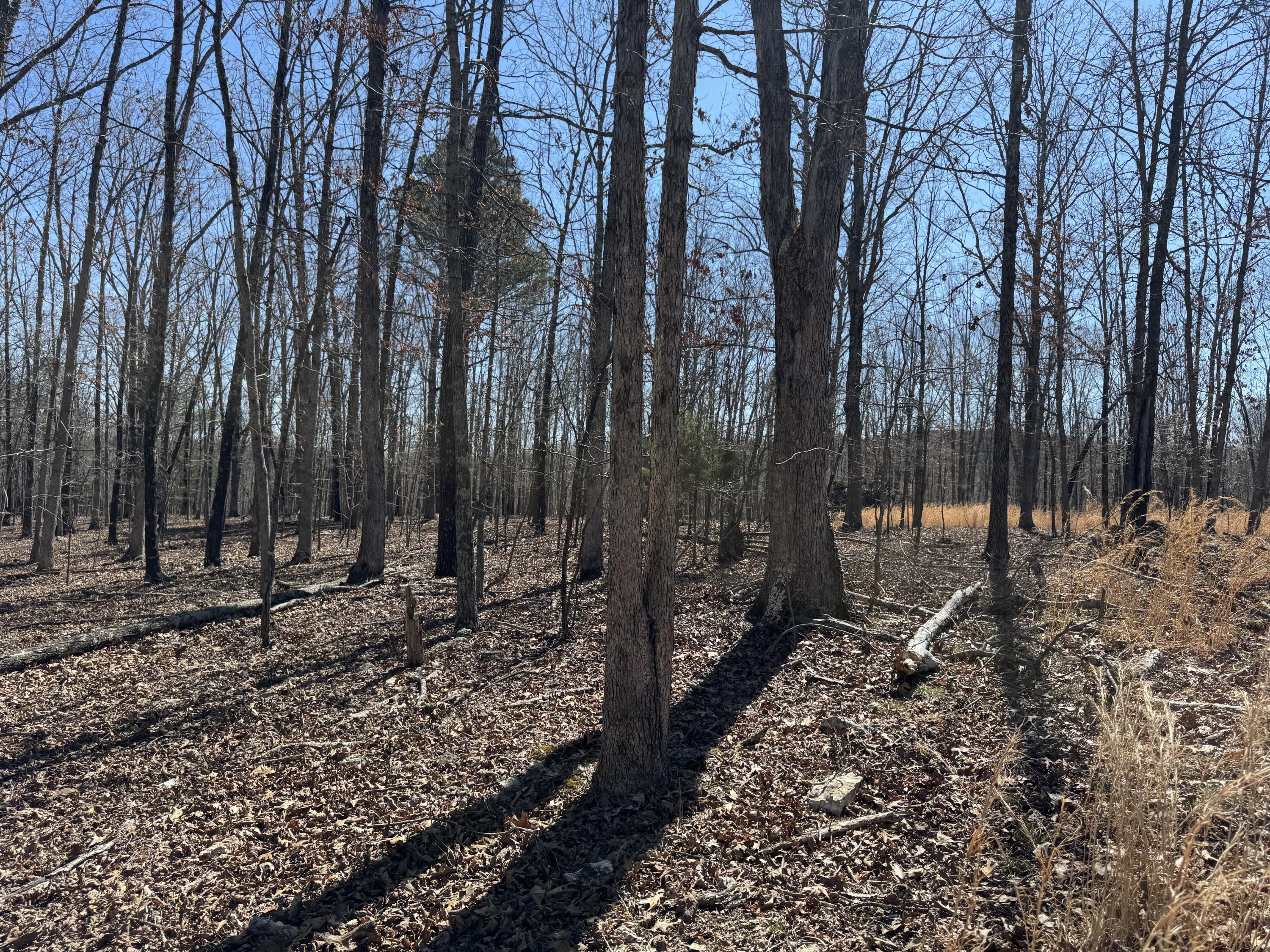 Tbd County Road 486 Property Photo 4