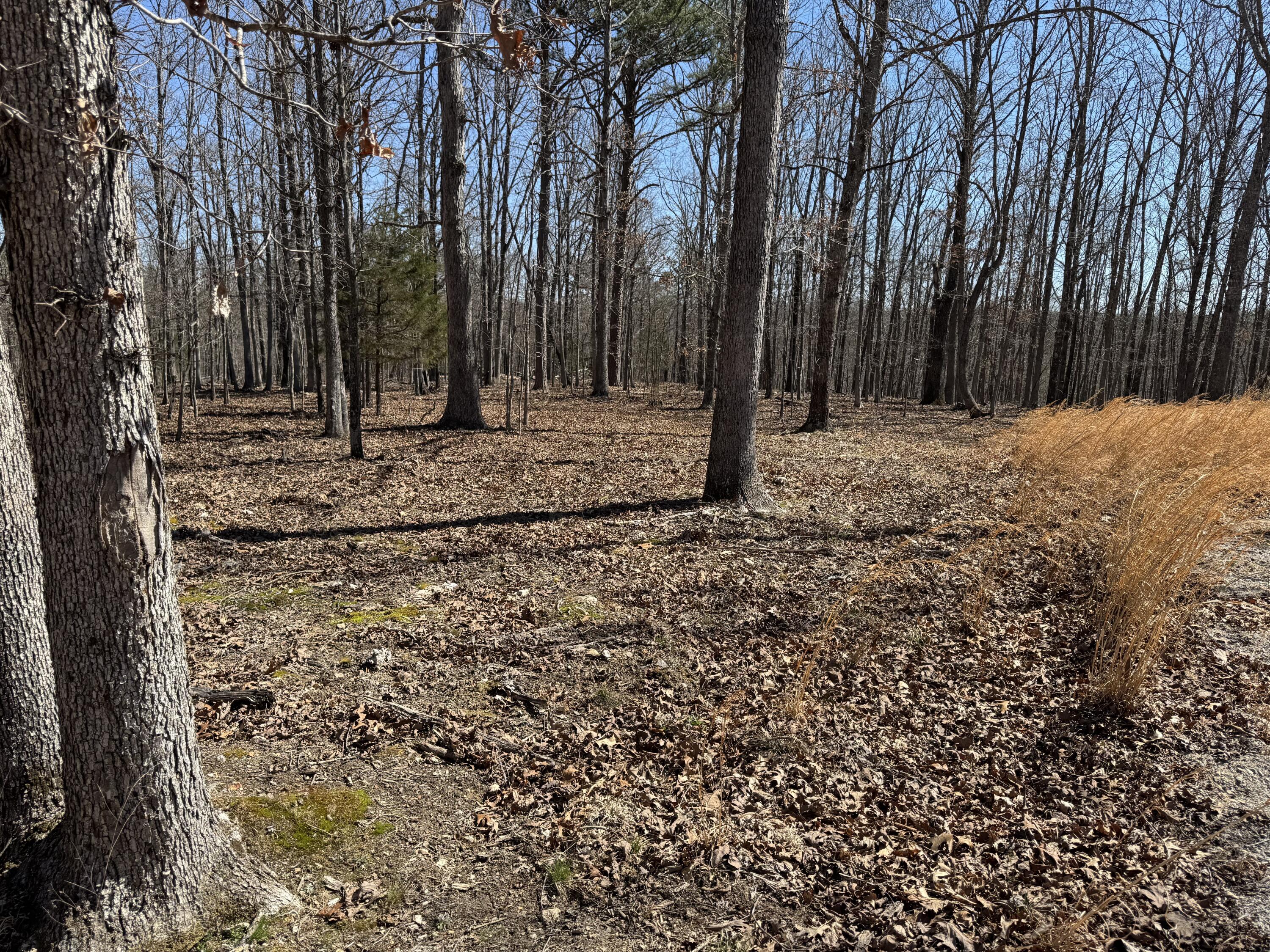 Tbd County Road 486 Property Photo 8