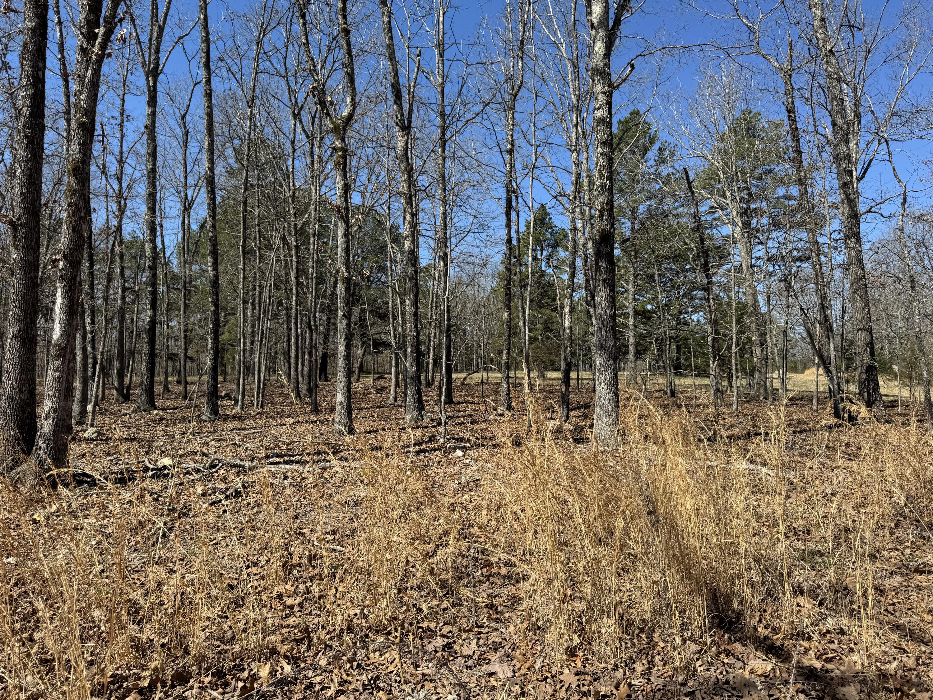 Tbd County Road 486 Property Photo 11