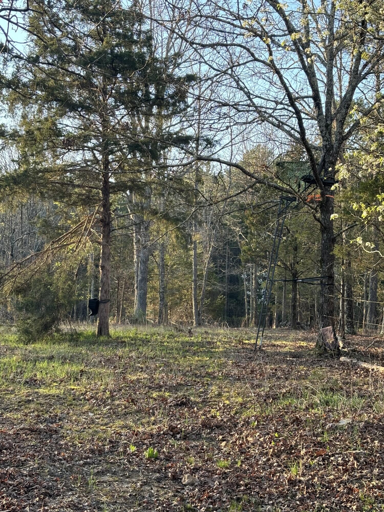 14277 Old Highway 60 Property Photo 28