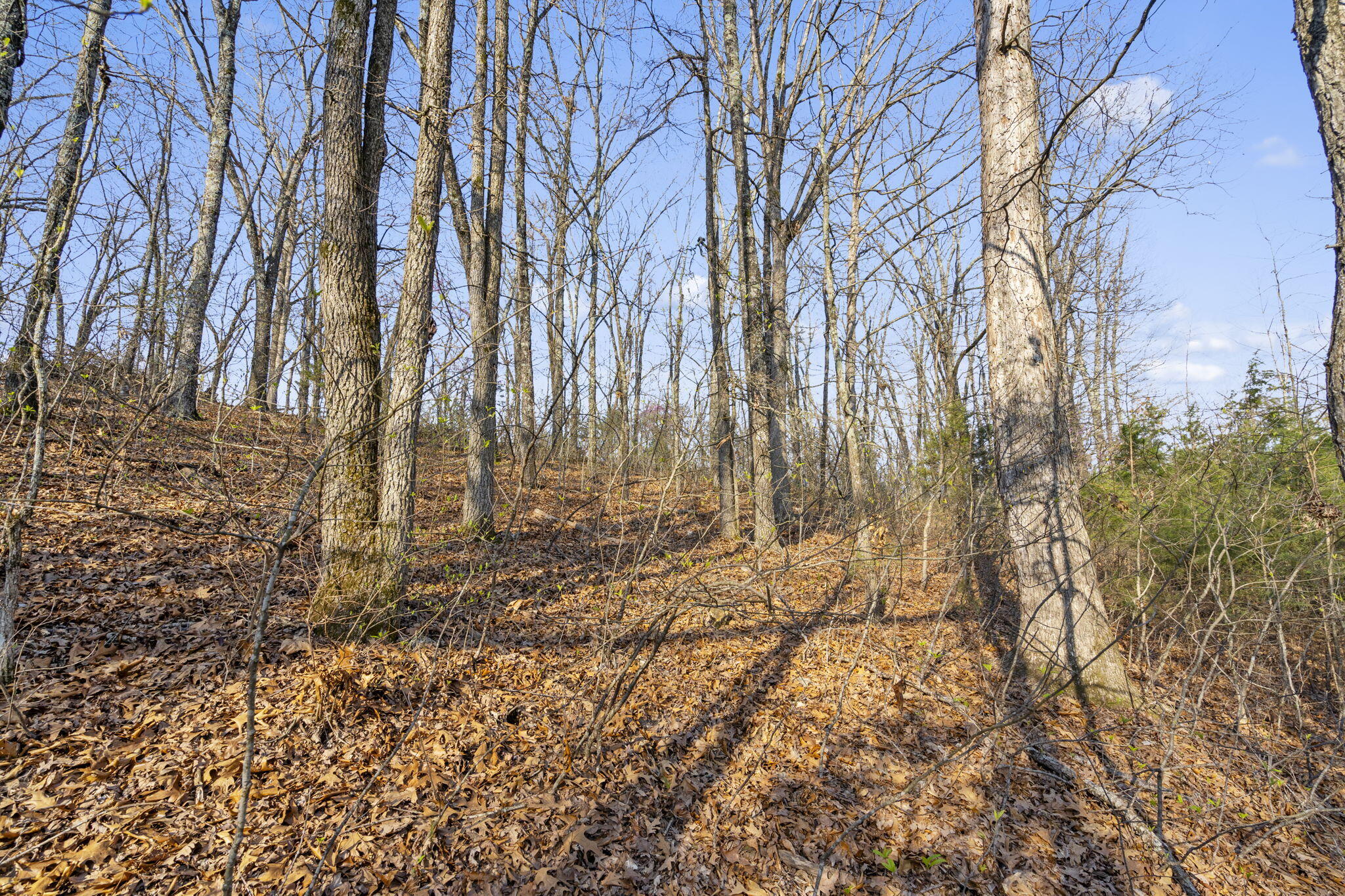 Tbd Red Oak Lane Property Photo 18
