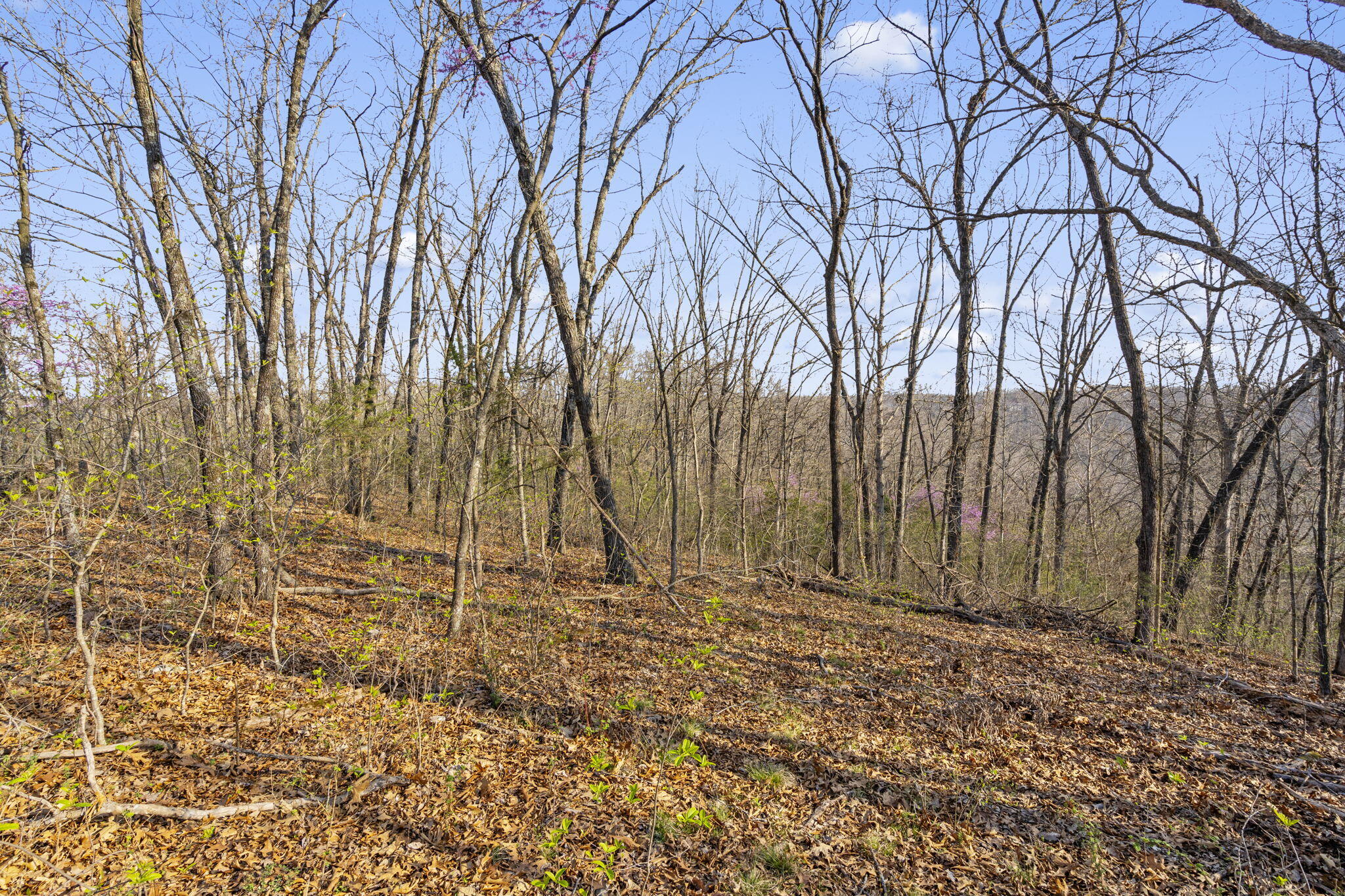 Tbd Red Oak Lane Property Photo 19