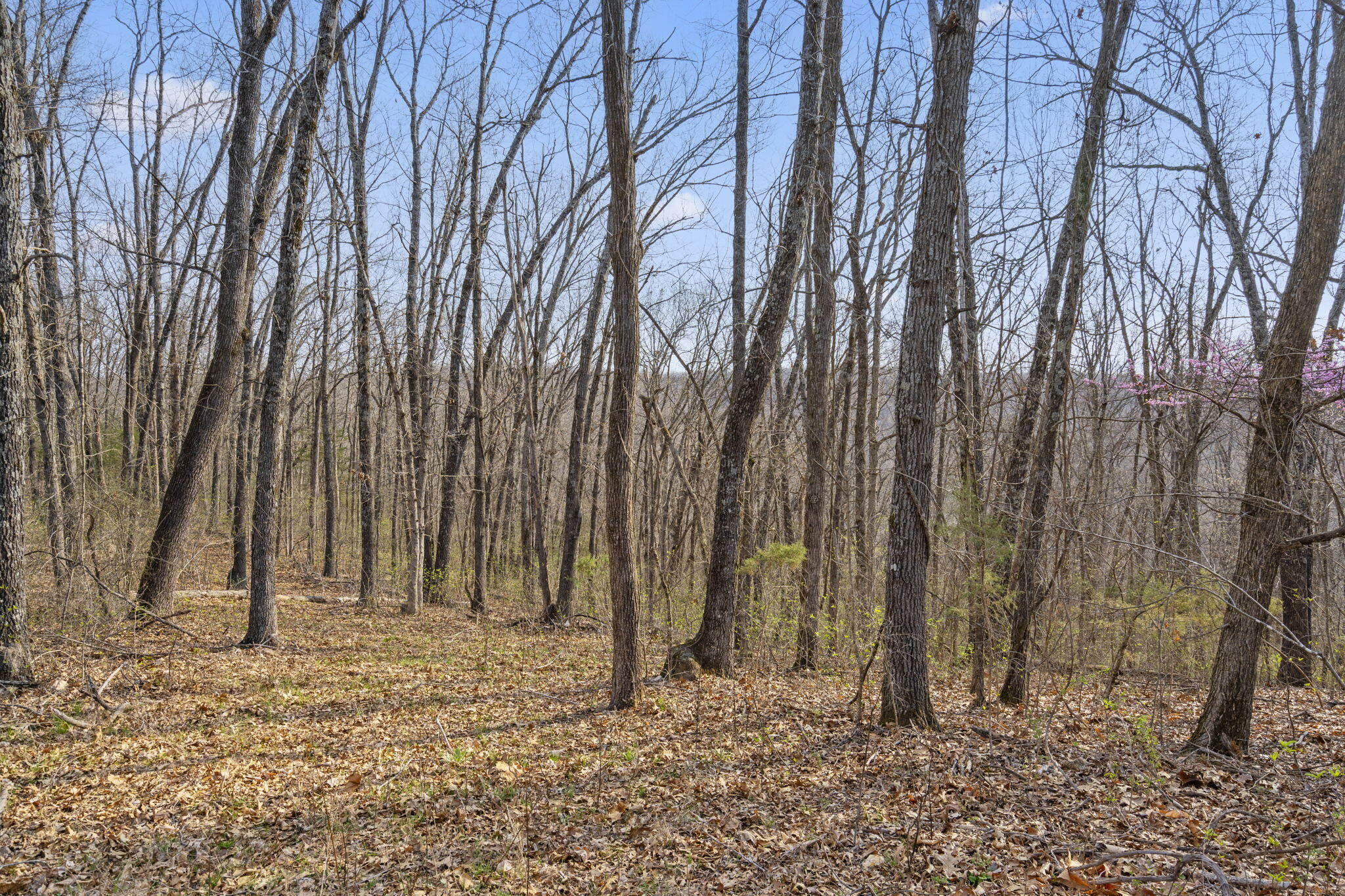 Tbd Red Oak Lane Property Photo 20