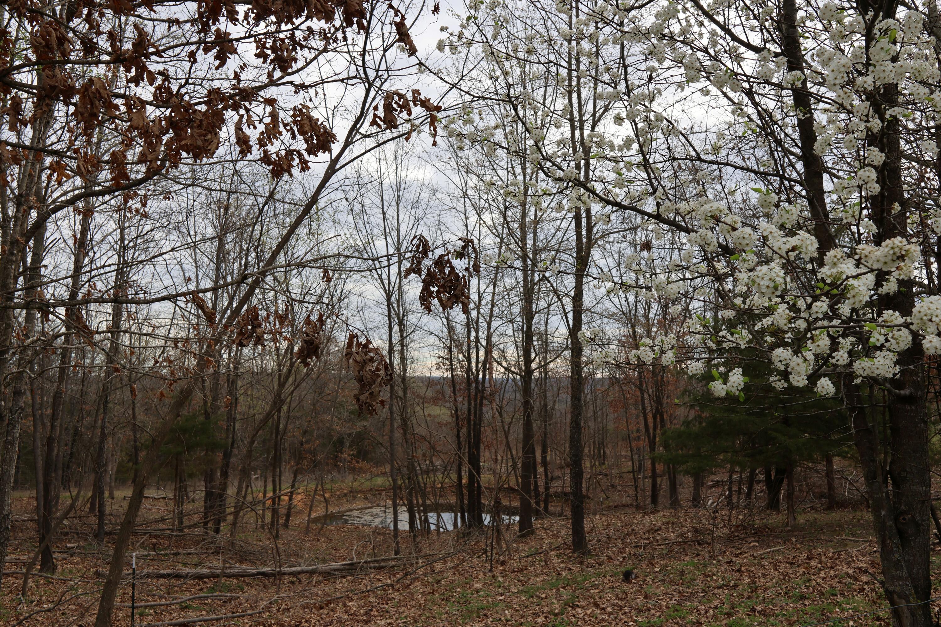 1348 Black Horse Road Property Photo 6