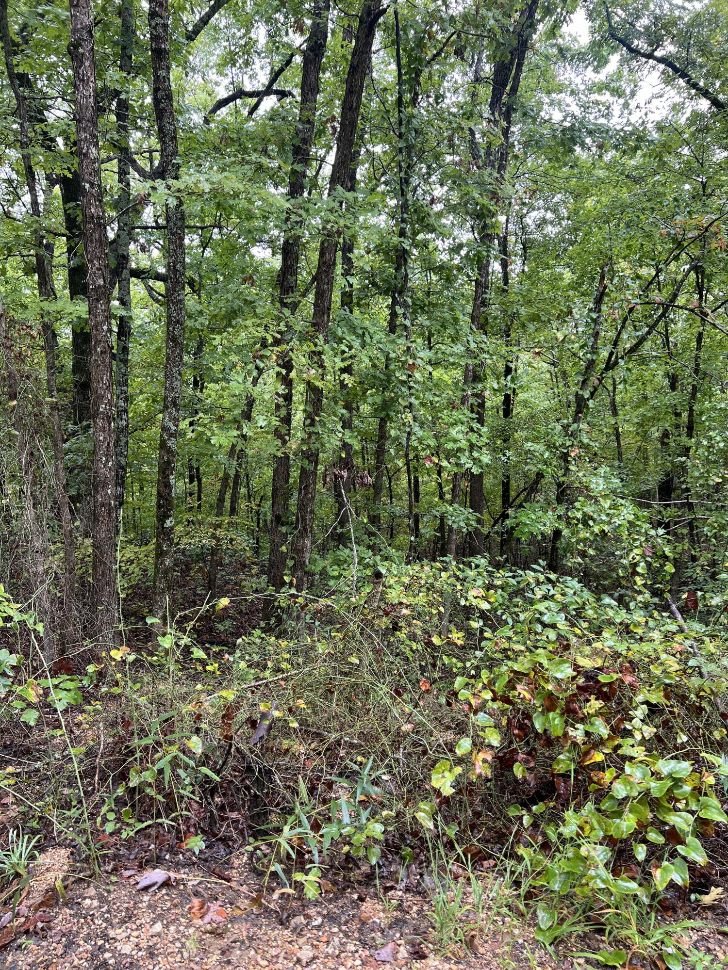 Lot 7 Needles Eye Trail Property Photo 1