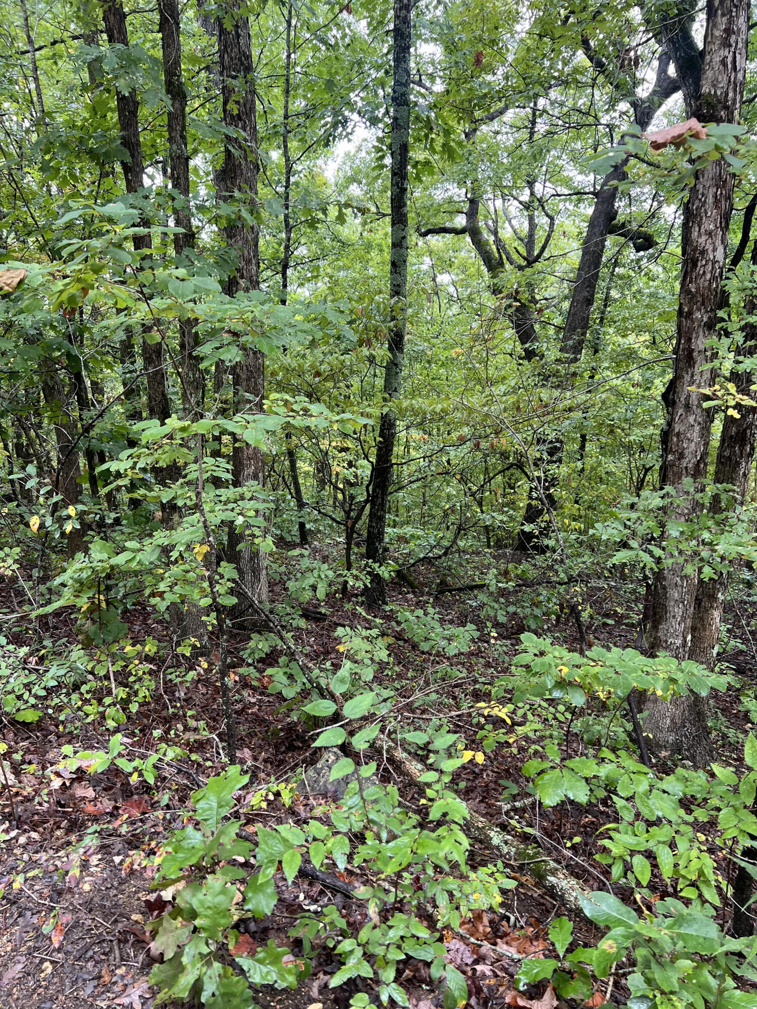Lot 7 Needles Eye Trail Property Photo 4