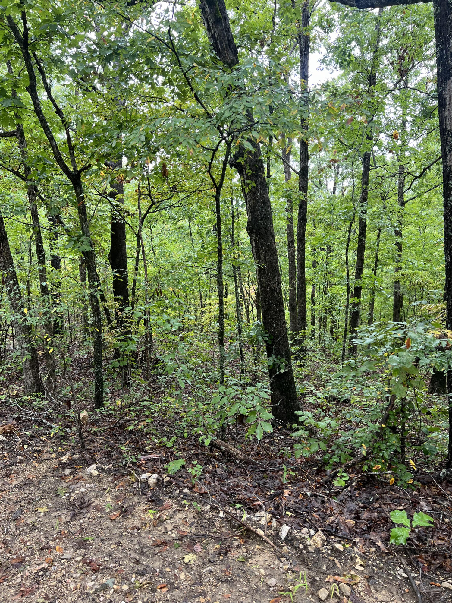 Lot 7 Needles Eye Trail Property Photo 6