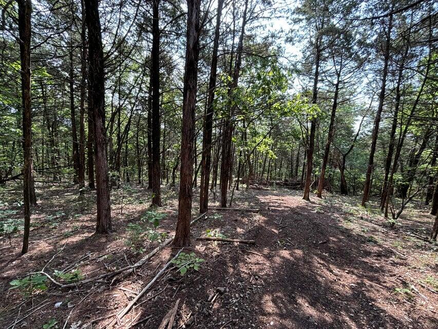 3147 State Highway Yy Property Photo 30