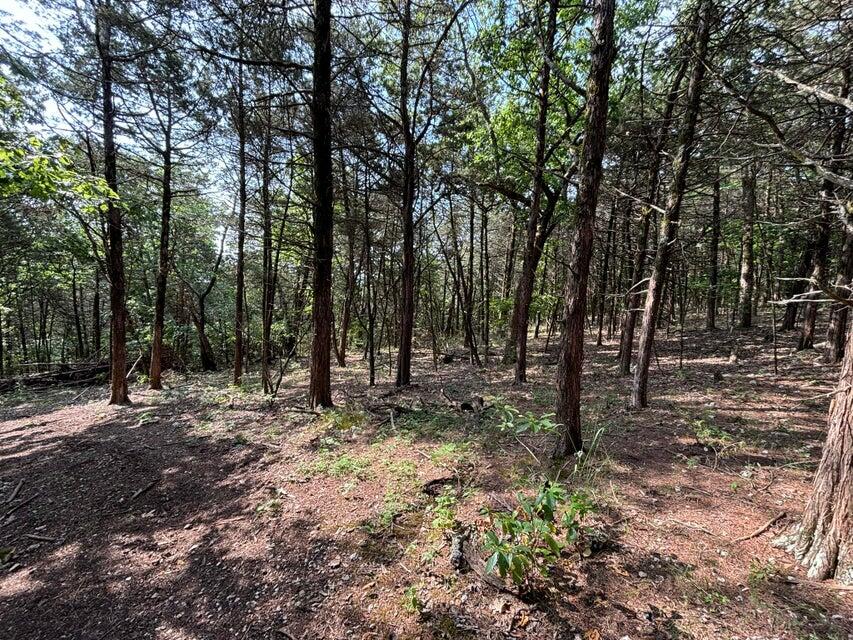 3147 State Highway Yy Property Photo 31