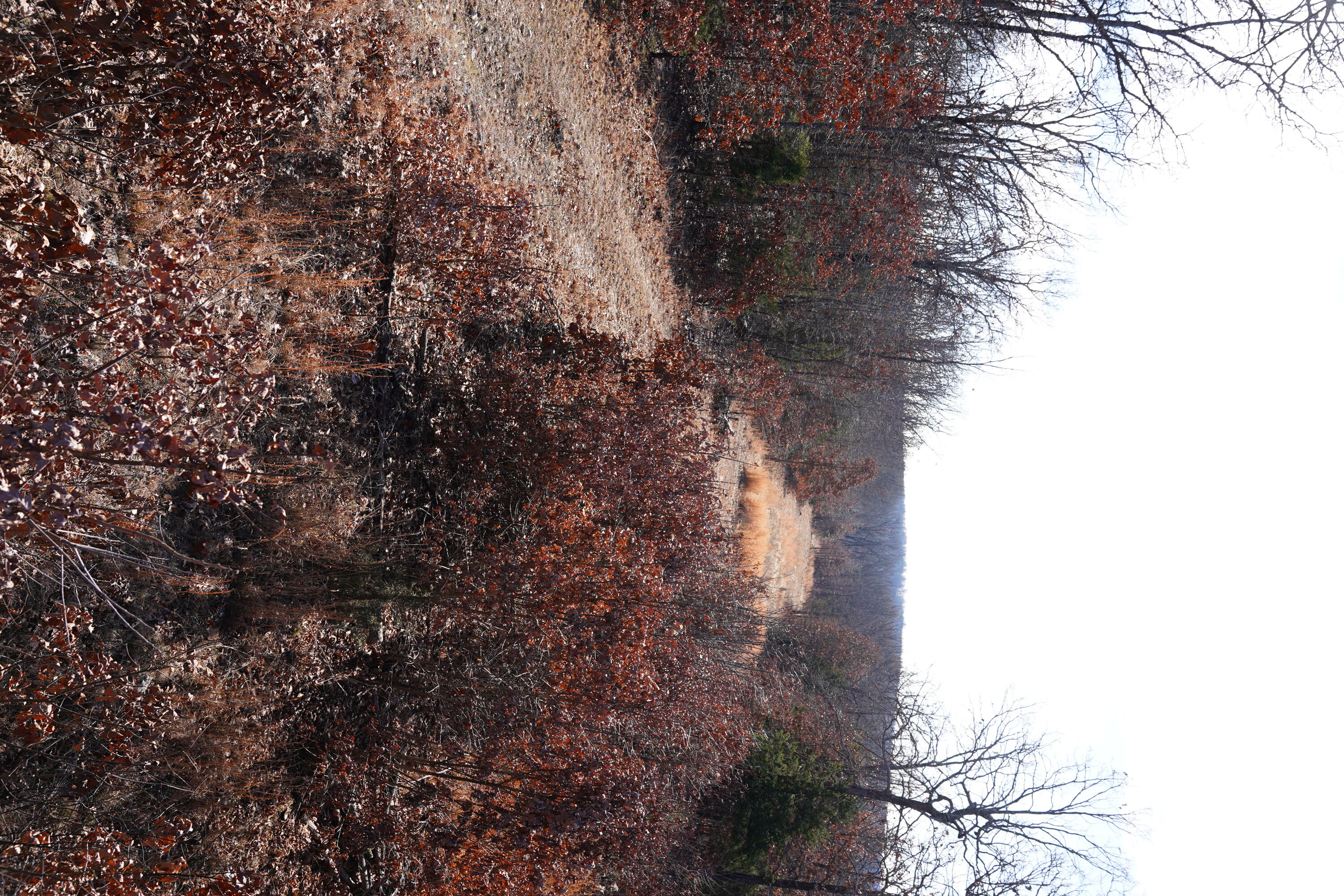 1197 Mulberry Road Property Photo 15