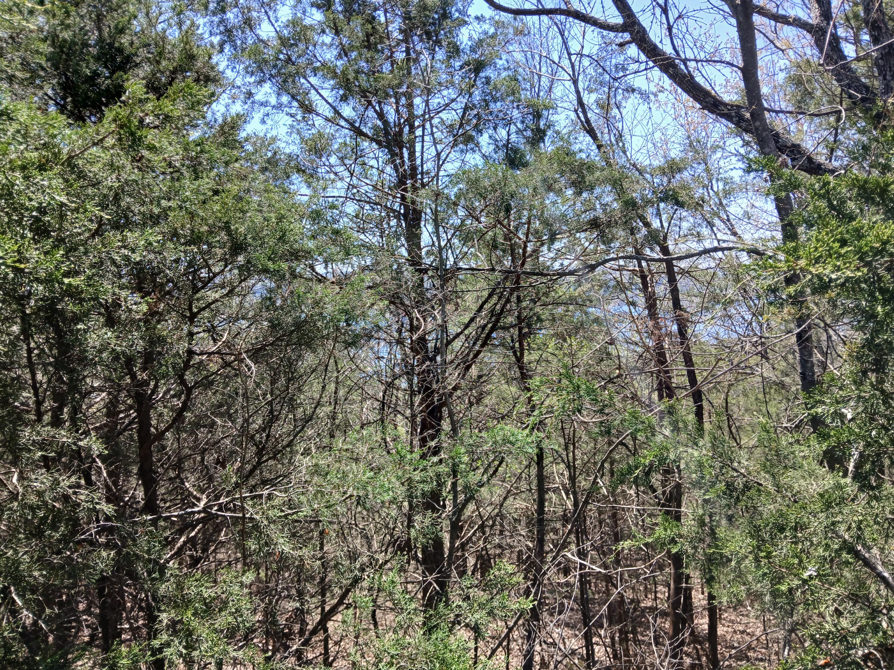 Lot 18 Shadow Ridge Drive Property Photo 5