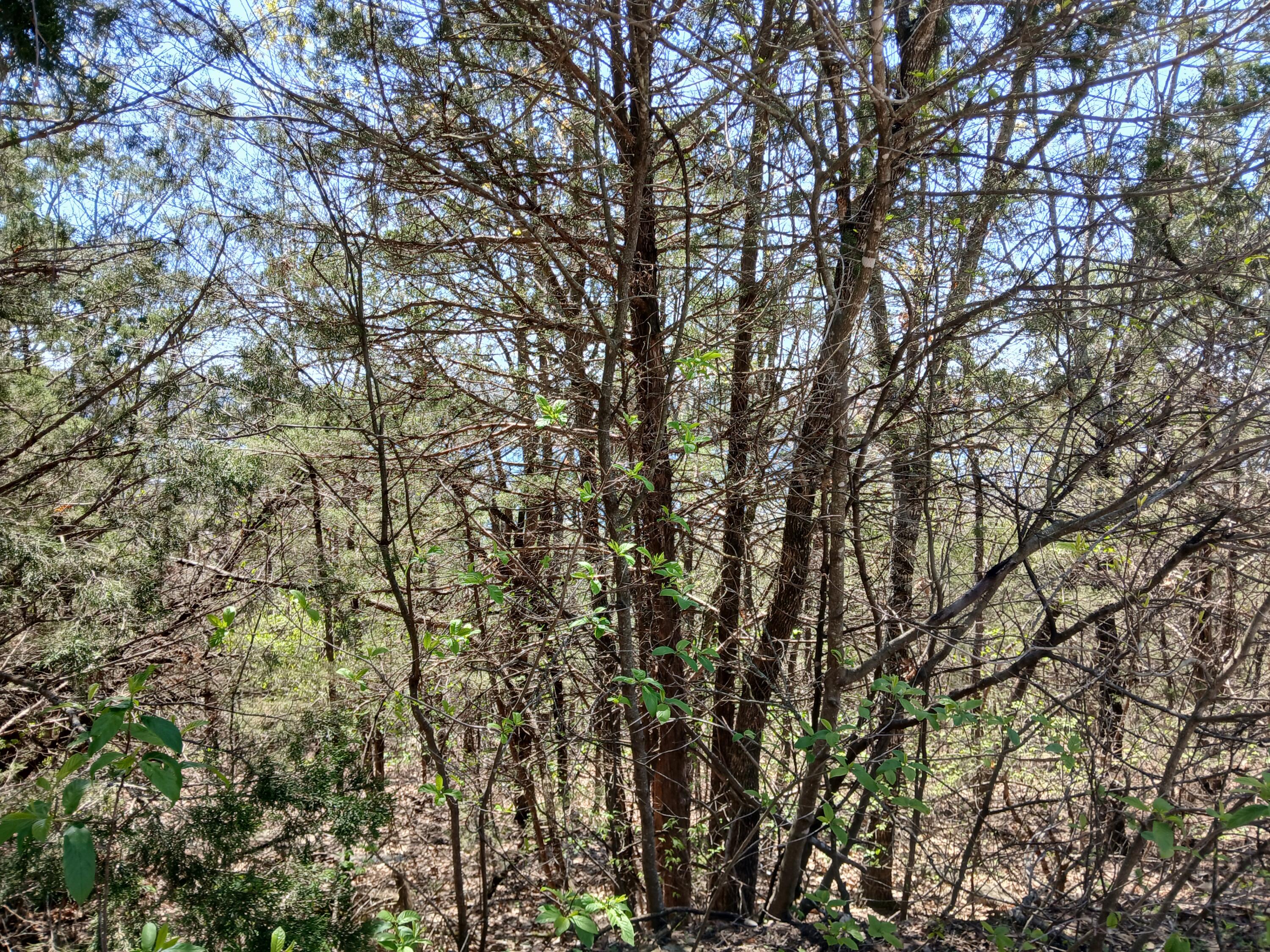 Lot 18 Shadow Ridge Drive Property Photo 8