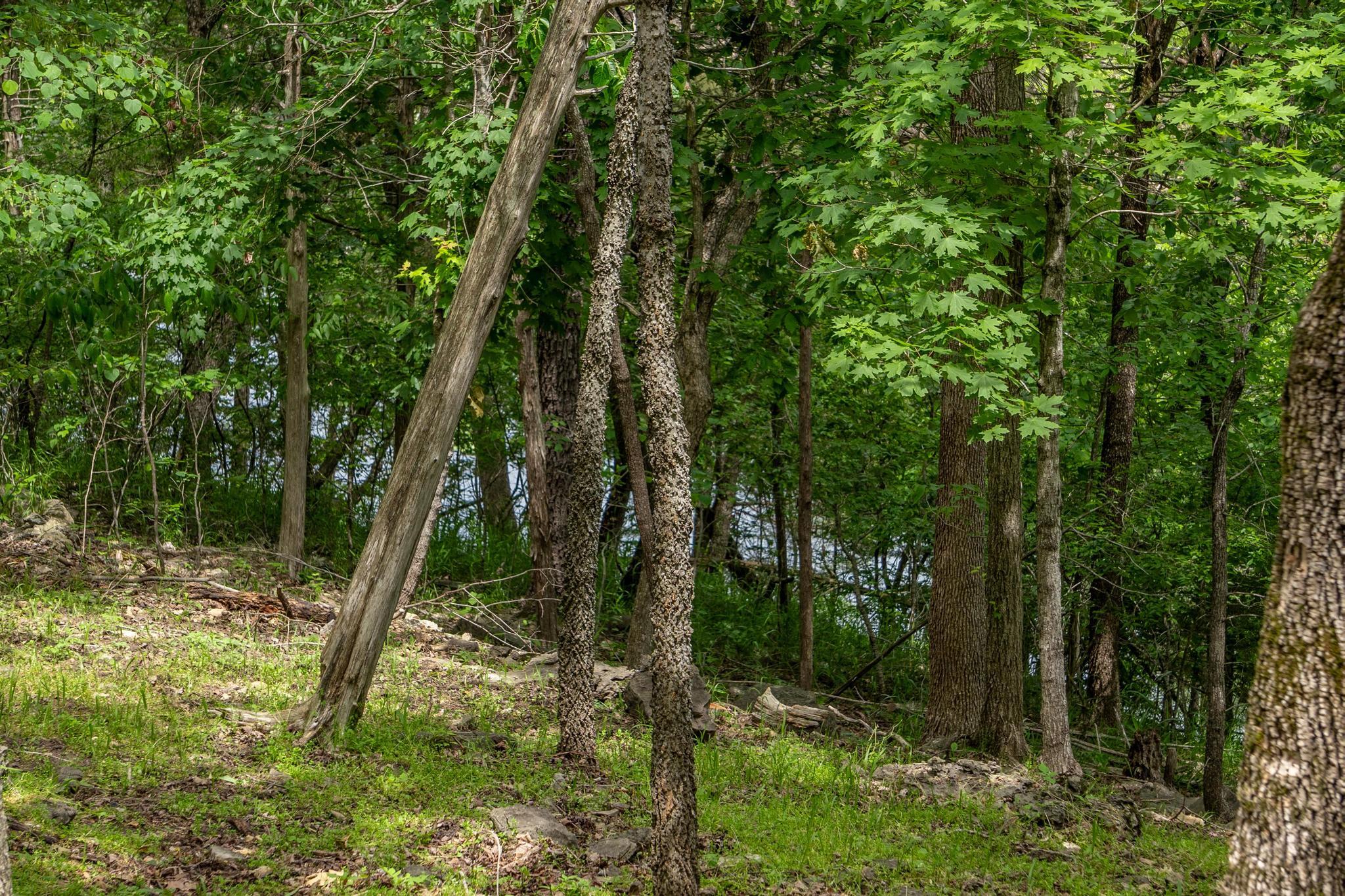 906 Little Cedar Hollow Property Photo 61