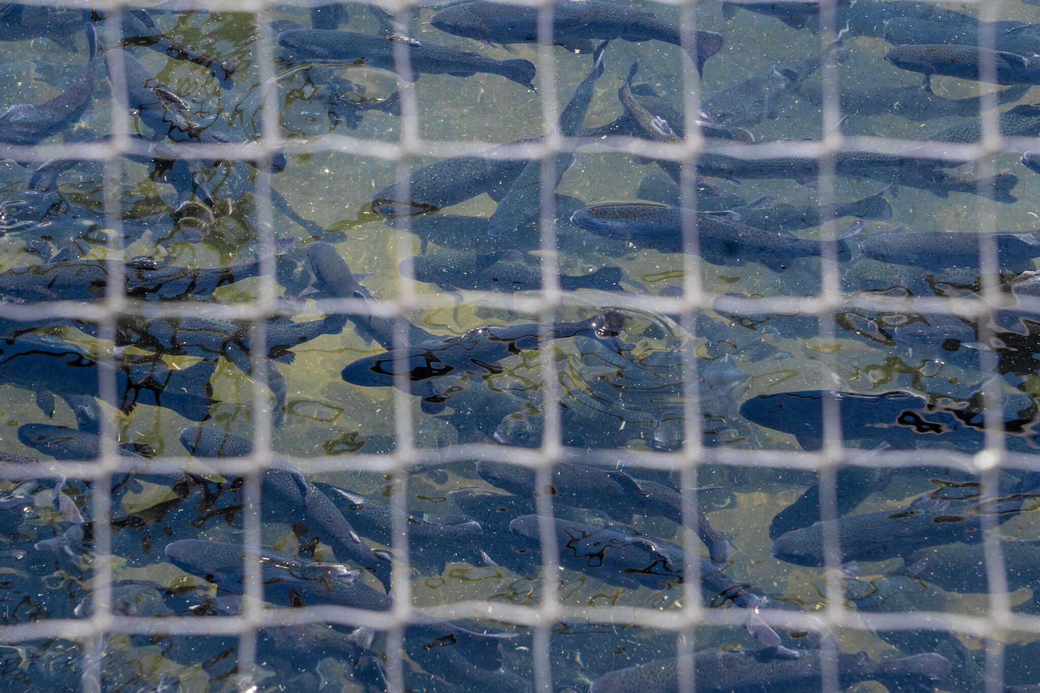 610 Abby Lane Property Photo 51