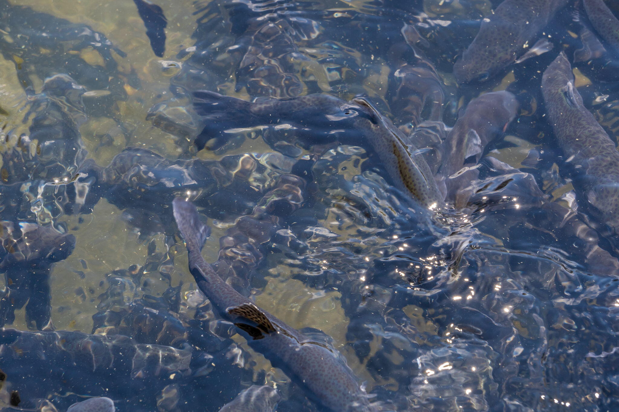 610 Abby Lane Property Photo 52