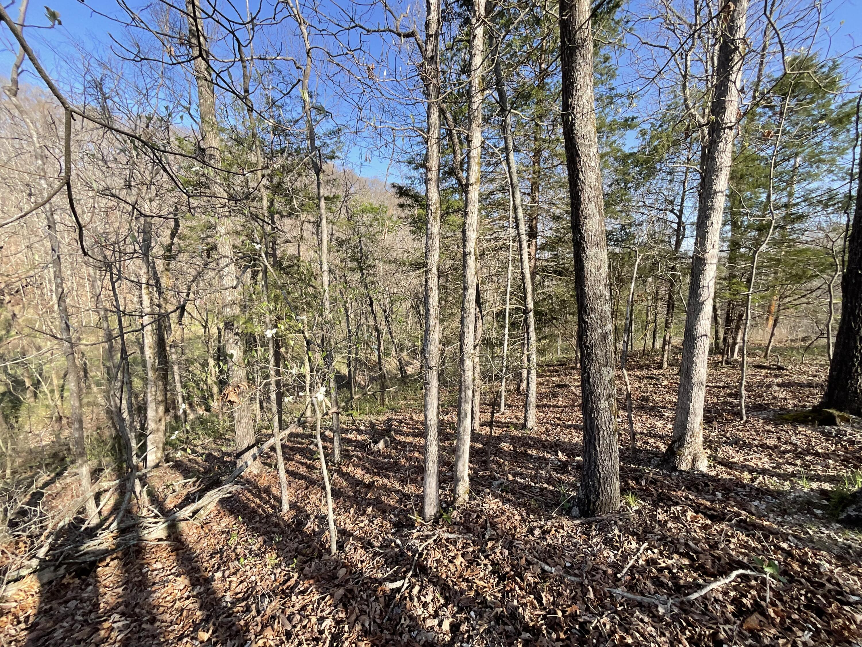 000 Brush Creek Road Property Photo 8