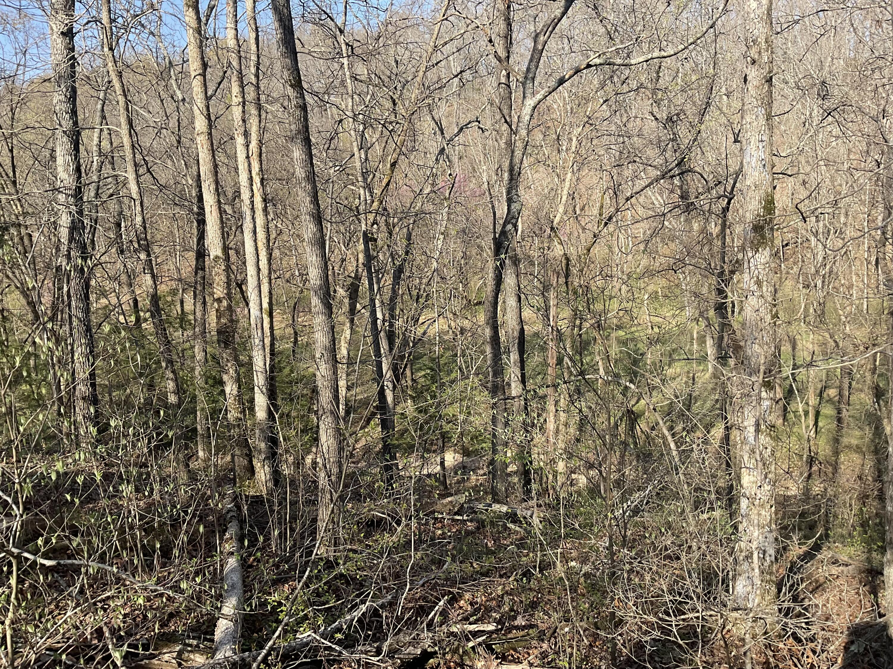 000 Brush Creek Road Property Photo 10