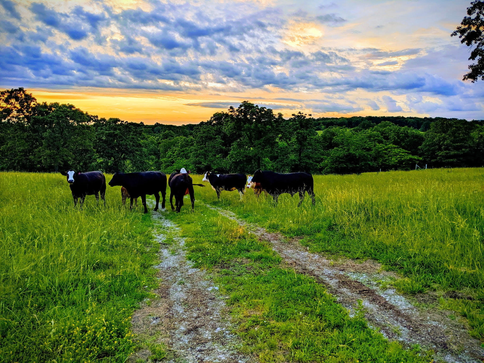 Urbana Real Estate Listings Main Image