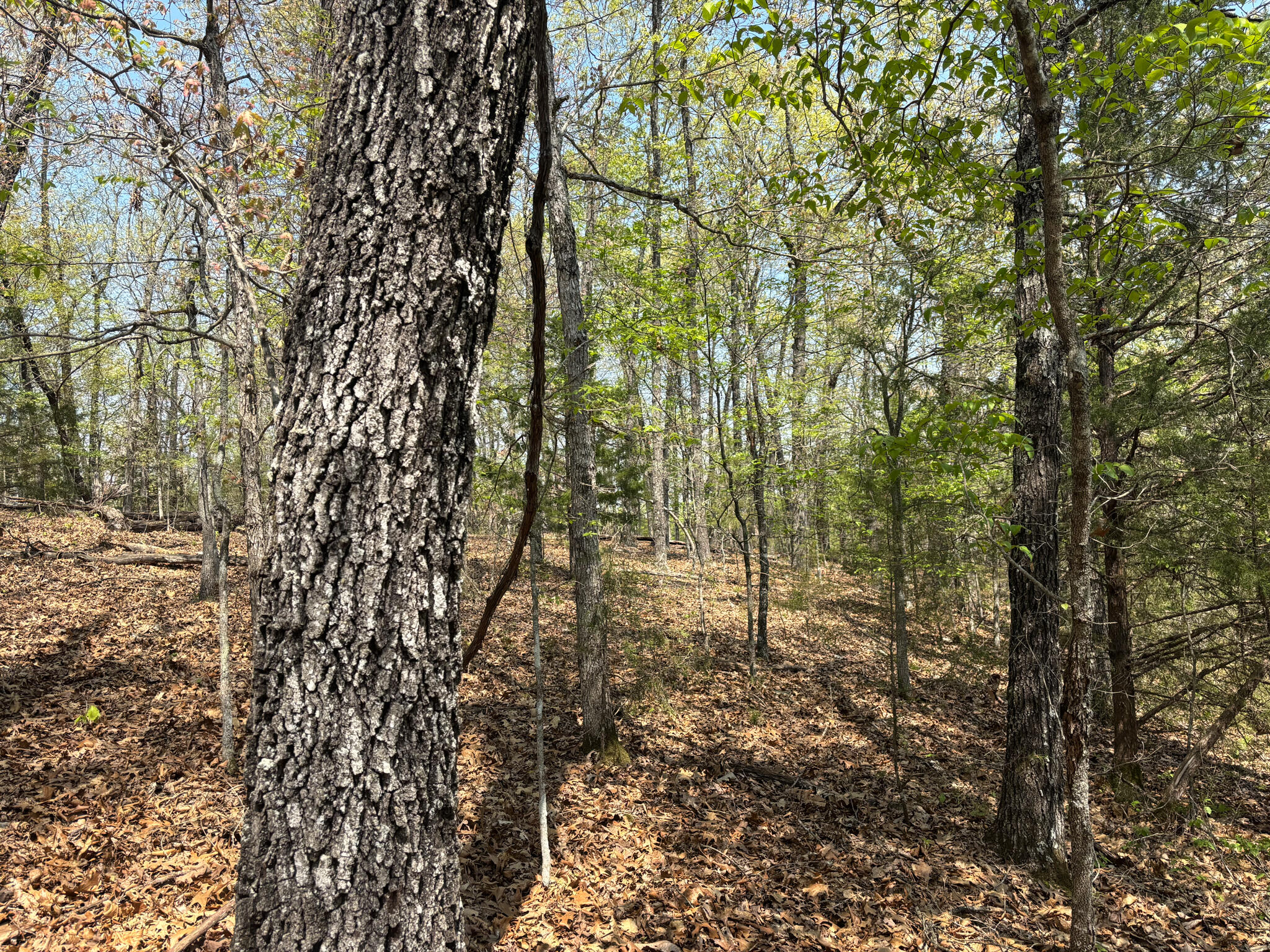 000 County Road 644 Property Photo 10