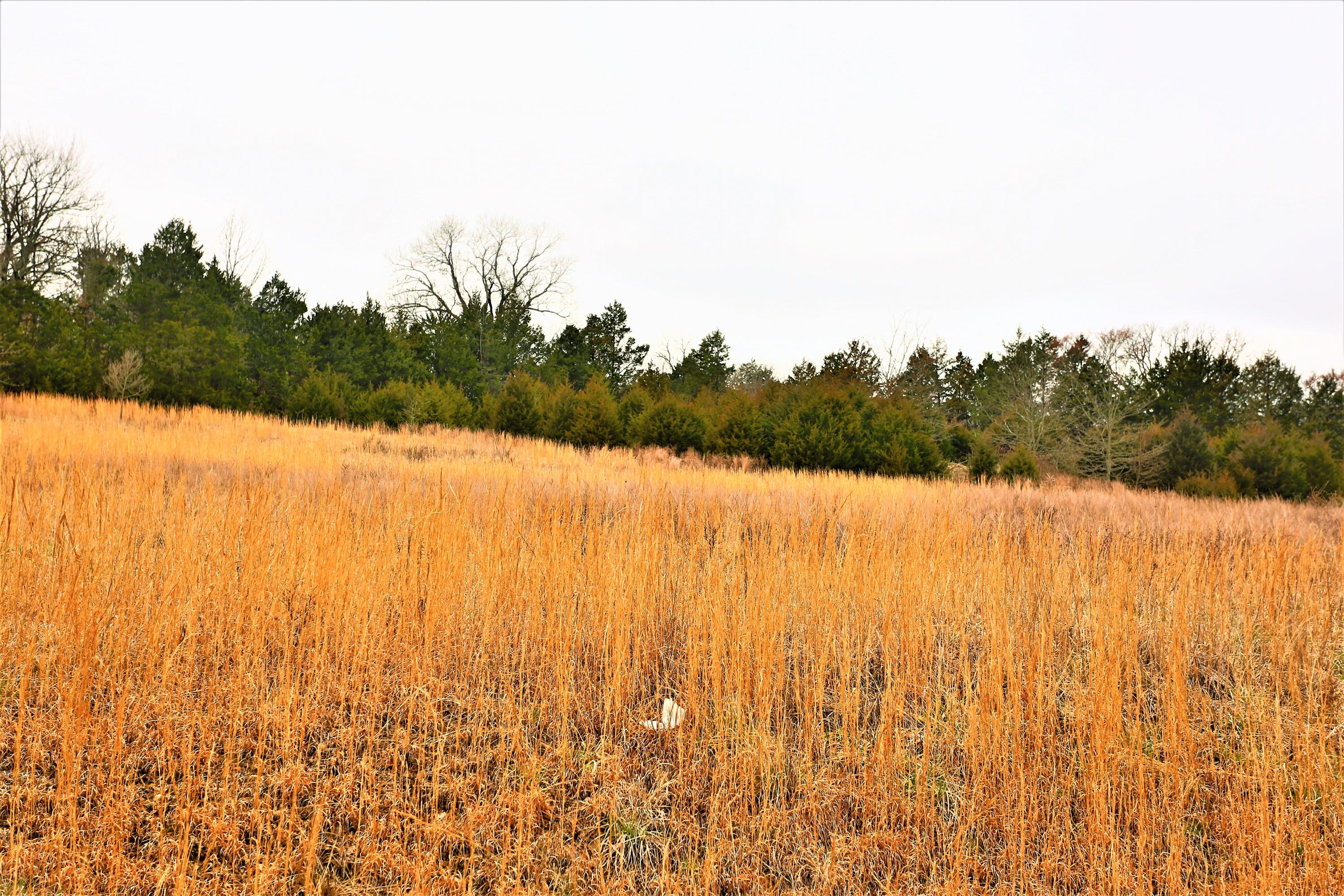 1278 Coon Creek Road Property Photo 47