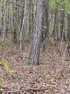 0000 Edgemond Drive Property Photo 14