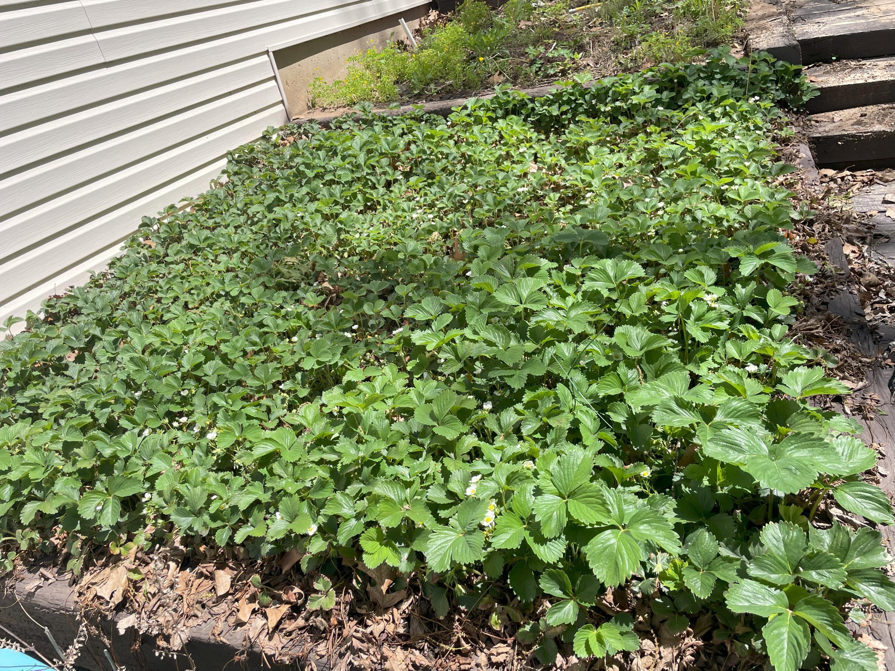 1913 Wayside Lane Property Photo 9