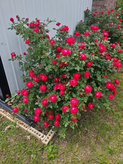 410 White Oak Drive Property Photo 87